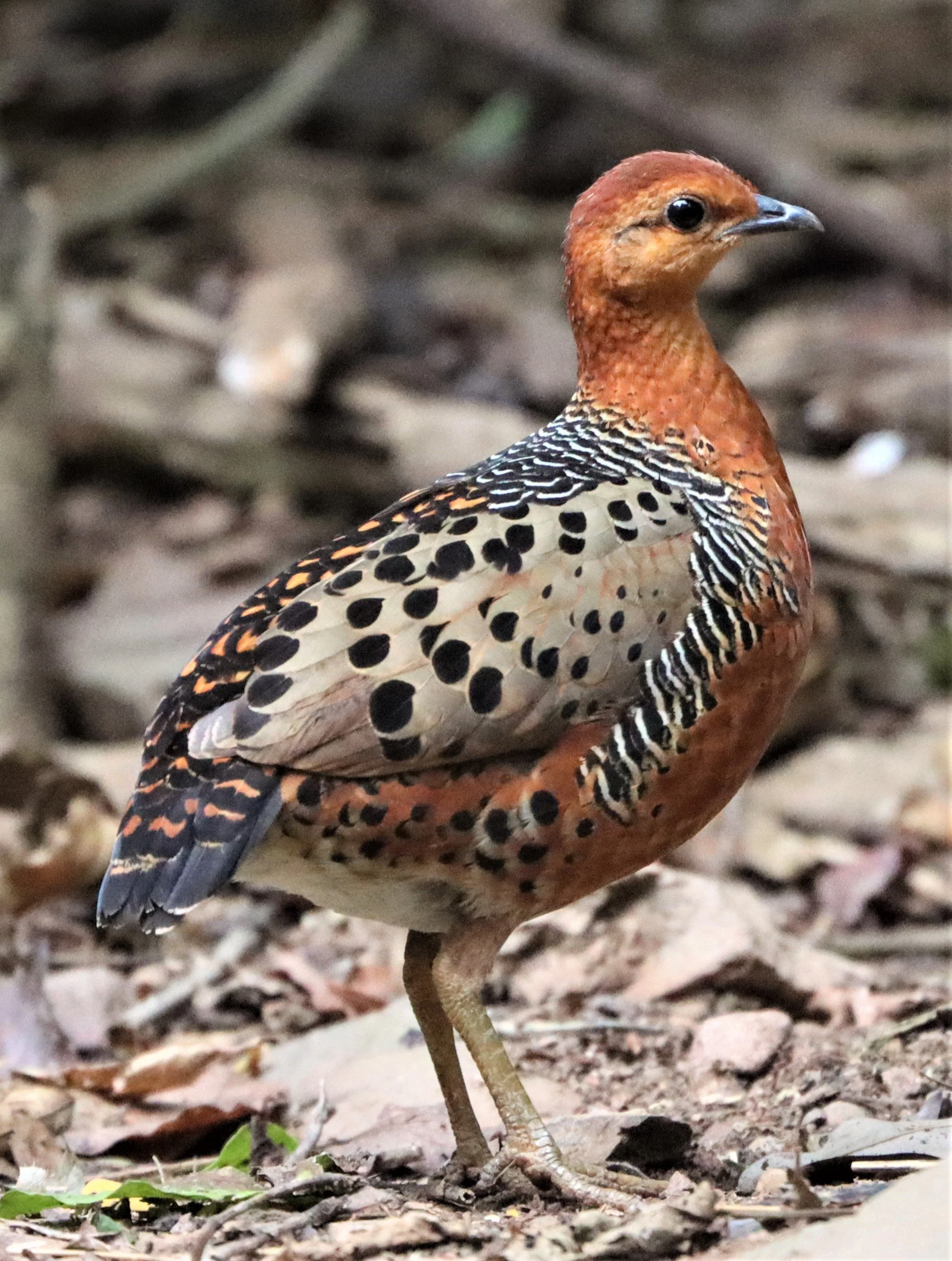 Ferruginous Partridge (Caloperdix oculea)
