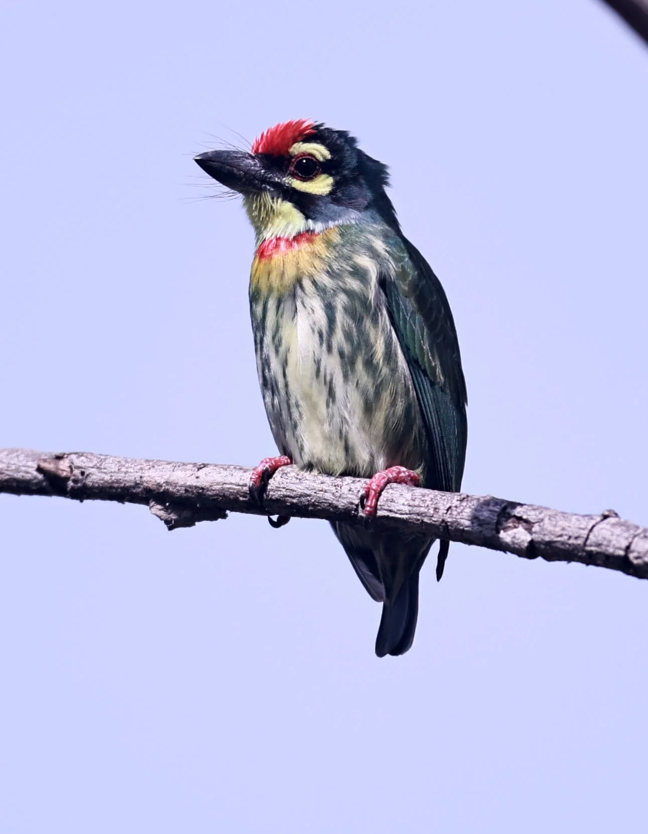 BARBET - COPPERSMITH BARBET - Megalaima haemacephala - BANG PU FOREST RESERVE 23 November 2011 (12).jpg