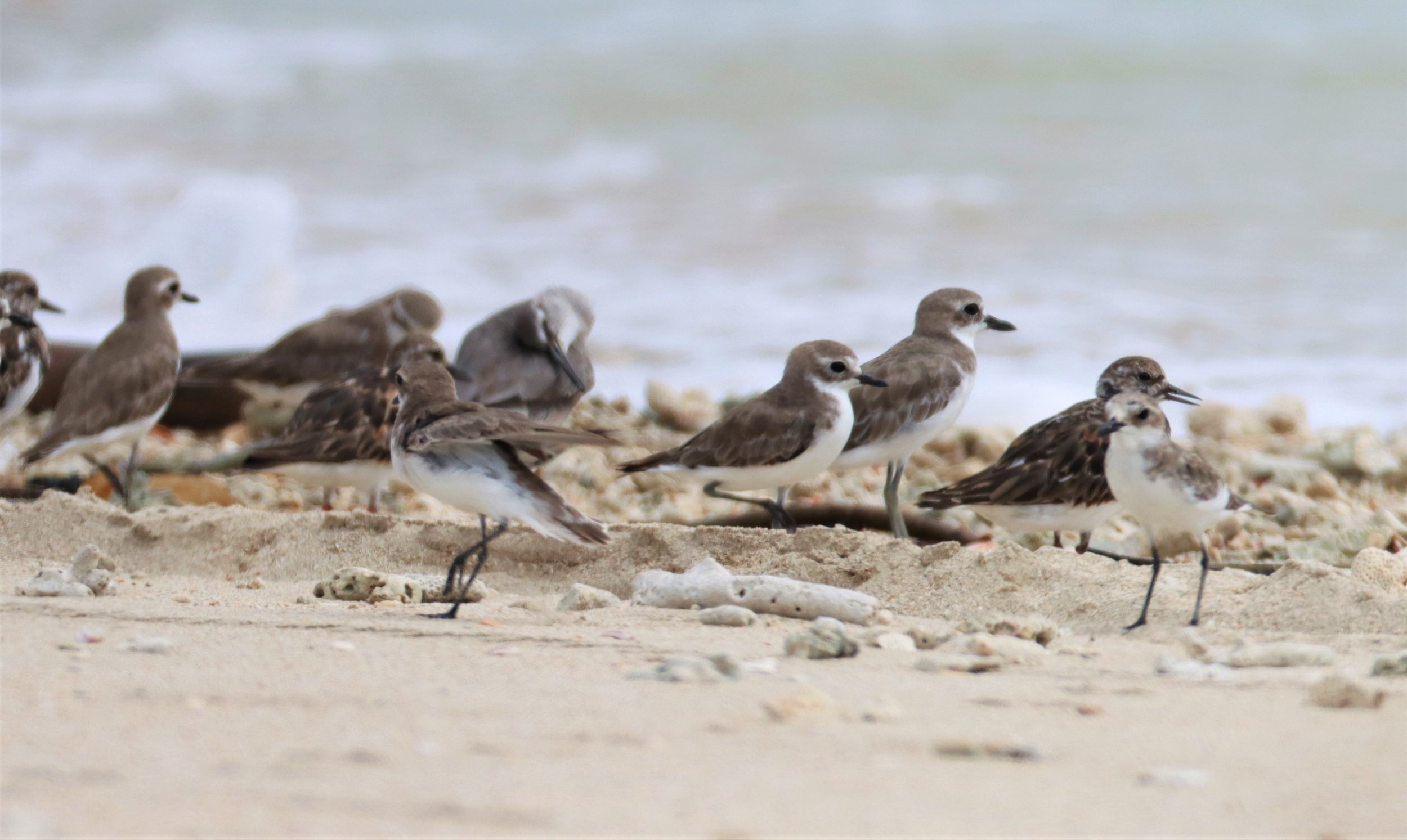 PLOVER - GREATER SAND-PLOVER -Charadrius leschenaultii - WITH RUDDY TURNSTONE - LAEM PAKARANG PHANG NGA (4).jpg