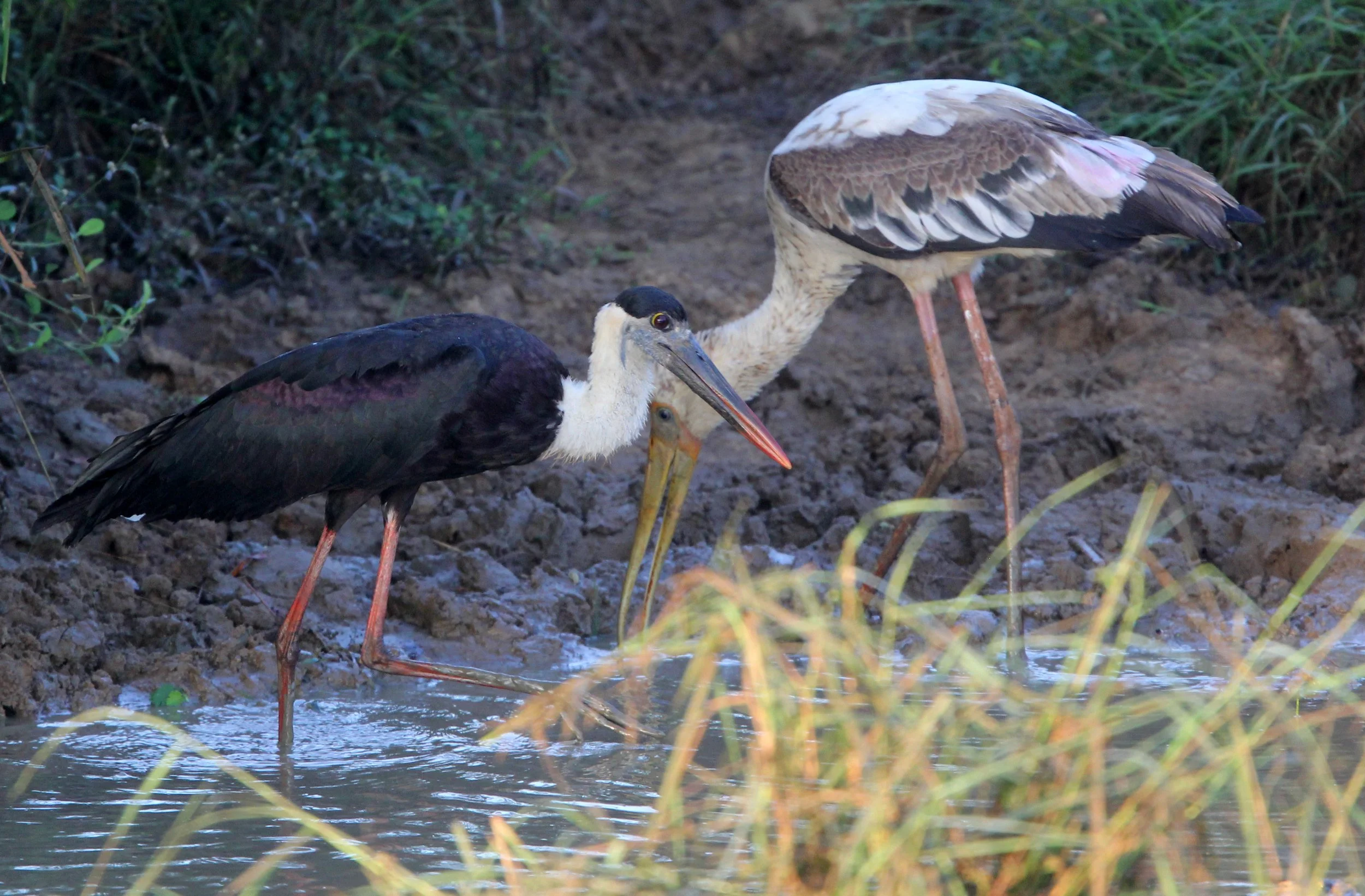 STORK - WOOLLY-NECKED STORK - Ciconia episcopus - UDAWALAWA NATIONAL PARK SRI LANKA (8).JPG
