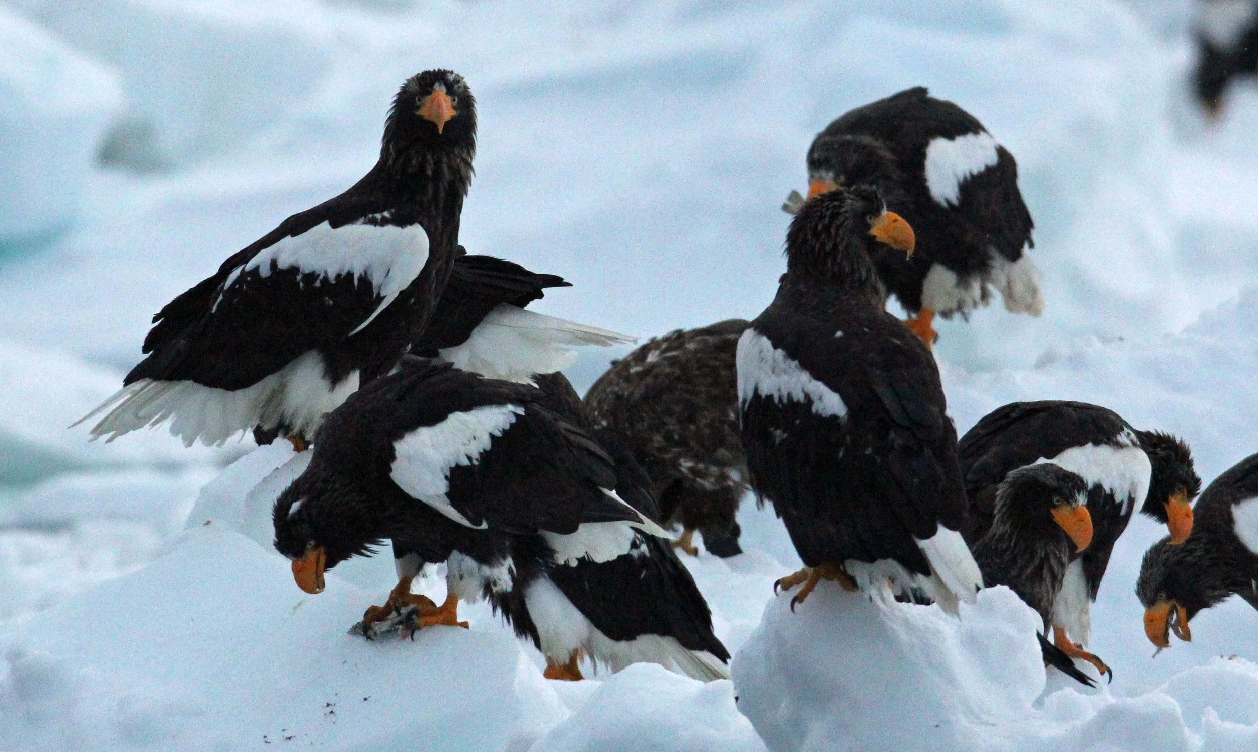 Haliaeetus pelagicus - STELLER'S SEA EAGLE - RAUSU, SHIRETOKO PENINSULA, HOKKAIDO JAPAN (273).JPG