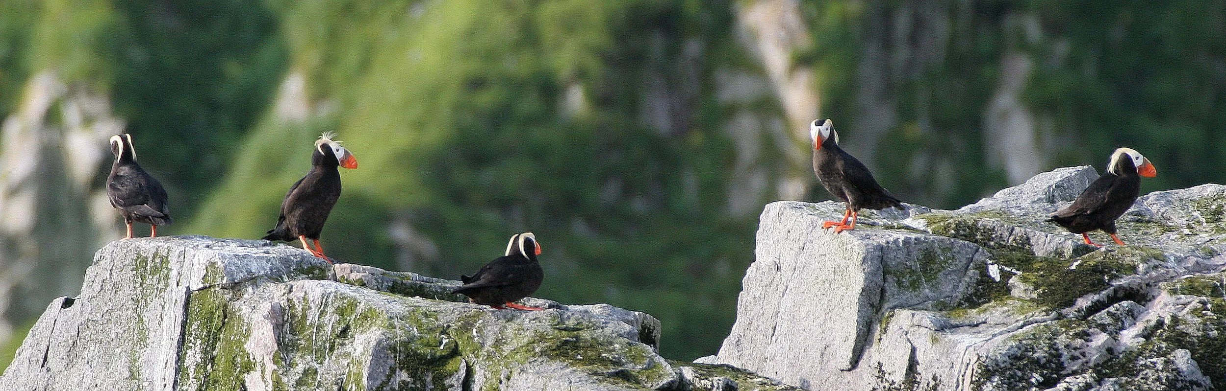 Fratercula cirrhata - TUFTED PUFFIN - COMMANDERS MEDNY ISLAND (9).jpg