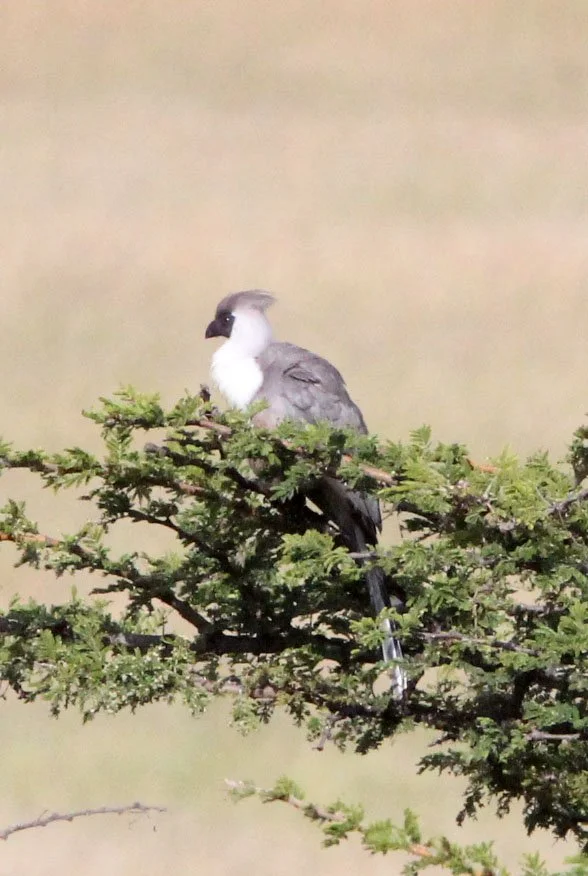 Bare-faced Go-away-bird (Crinifer personatus) Masai Mara NP Kenya (2).JPG