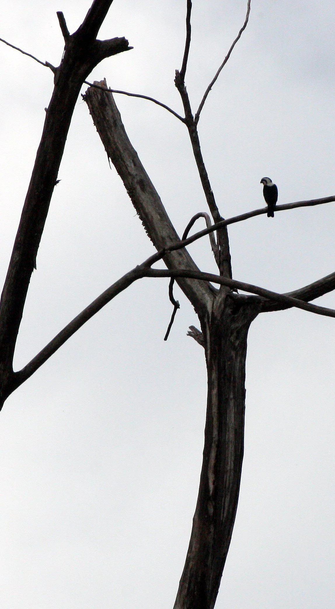Microhierax caerulescens - COLLARED FALCONET - HUAI KHA KHAENG THAILAND (16).JPG