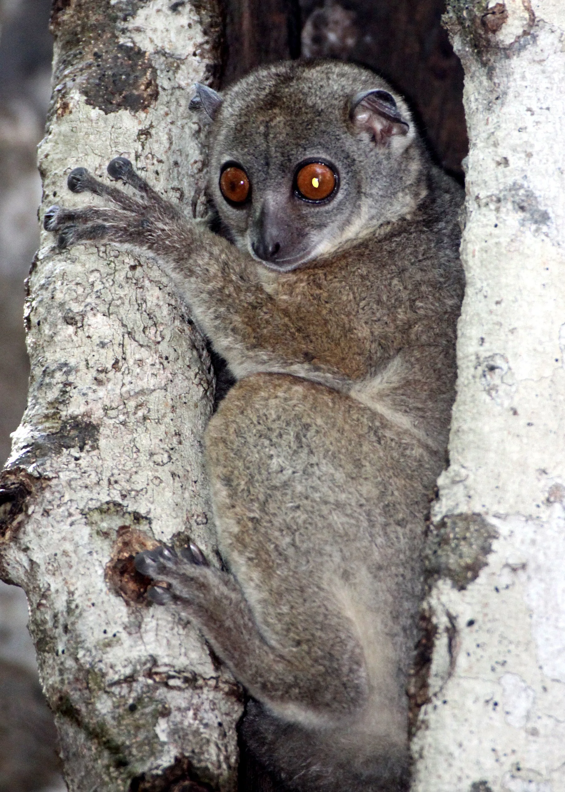 LEPILEMURIDAE - Lepilemur septentrionalis - SAHAFARY SPORTIVE LEMUR - ANKARANA NATIONAL PARK MADAGASCAR (35).JPG