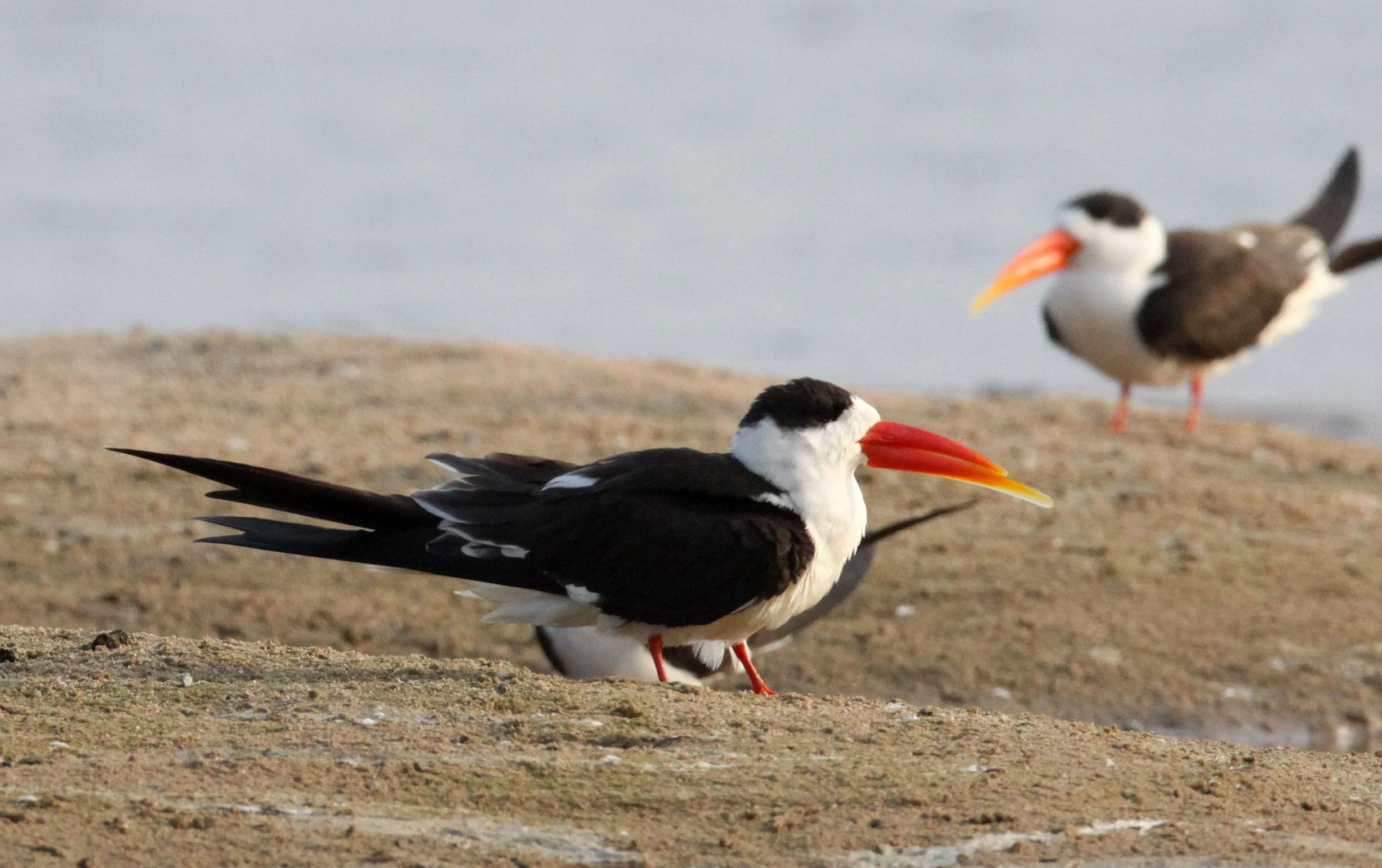 BIRD - SKIMMER - INDIAN SKIMMER - CHAMBAL SANCTUARY INDIA (30).JPG