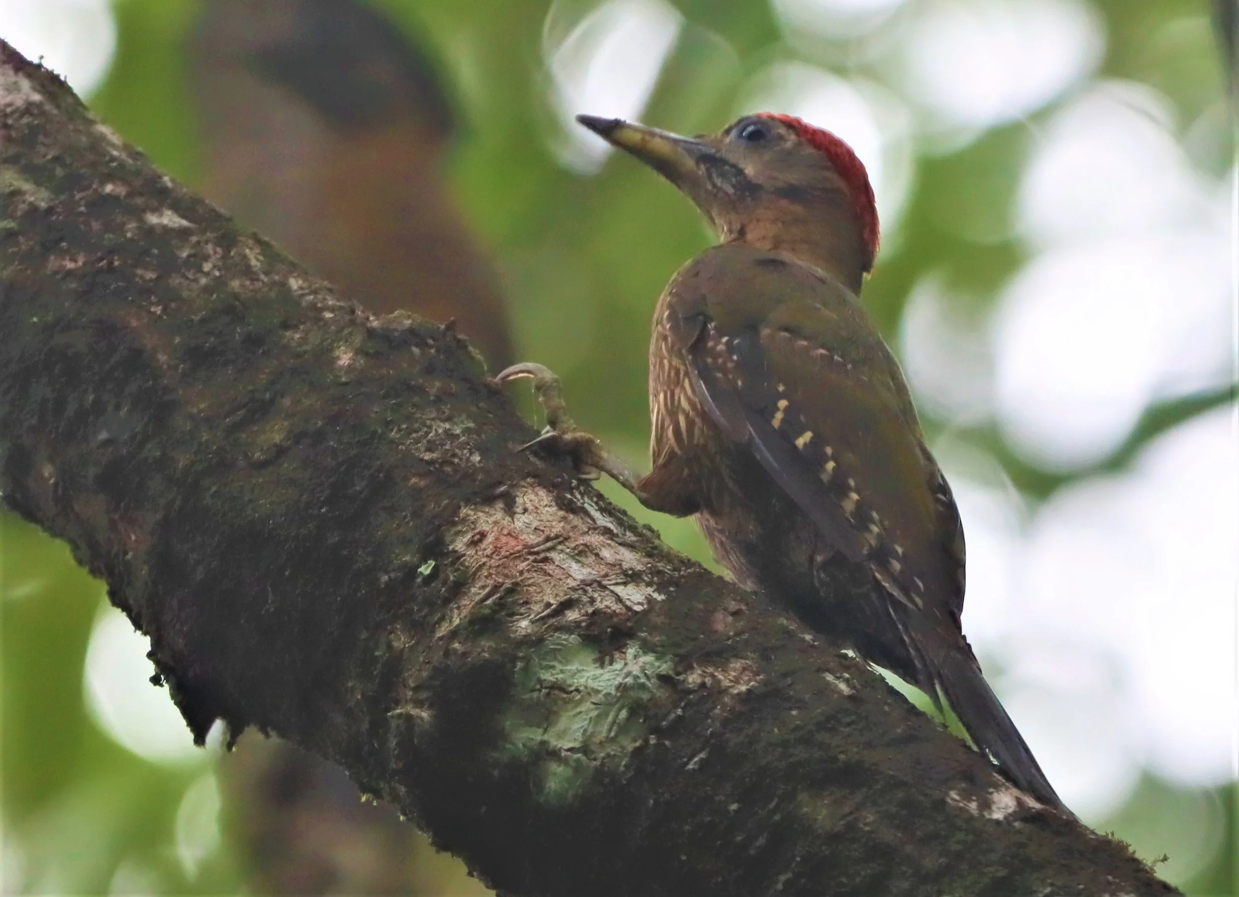 WOODPECKER - STREAK BREASTED WOODPECKER -Picus viridanus - AO PHANG NGA NATIONAL PARK AREA (5).jpg