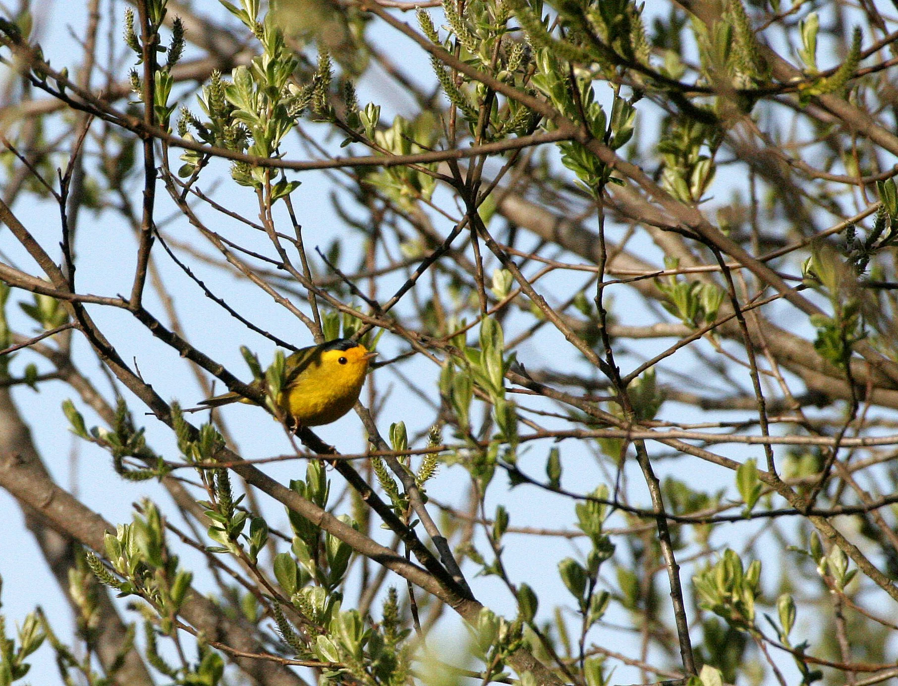 BIRD - WARBLER - WILSON'S WARBLER - LAKE FARM WOODS WA (6).JPG