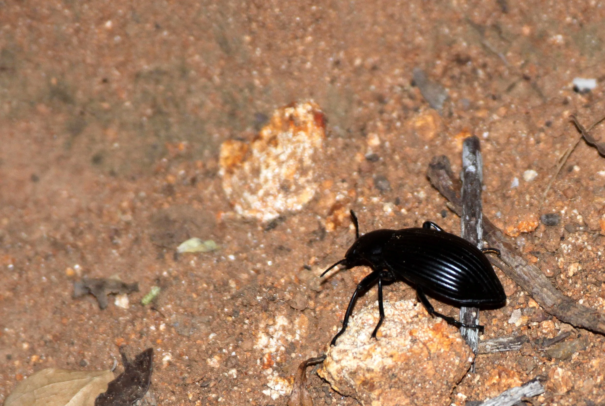 Tenebrionidae - species 9 - Andohahela NP, Madagascar
