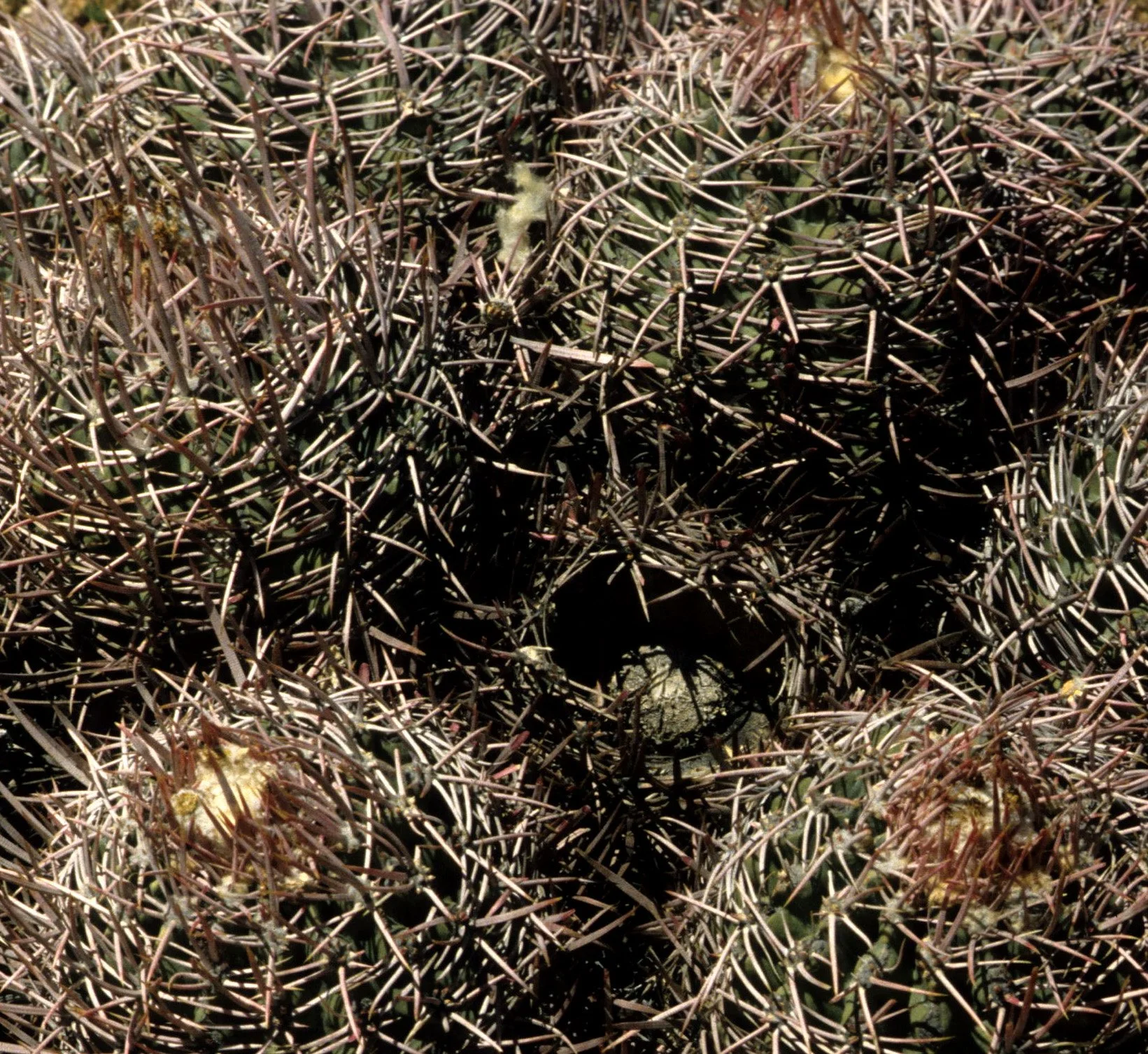 DEATH VALLEY - ECHINOCACTUS POLYCEPHALUS - COTTONTOP CACTUS A1.jpg