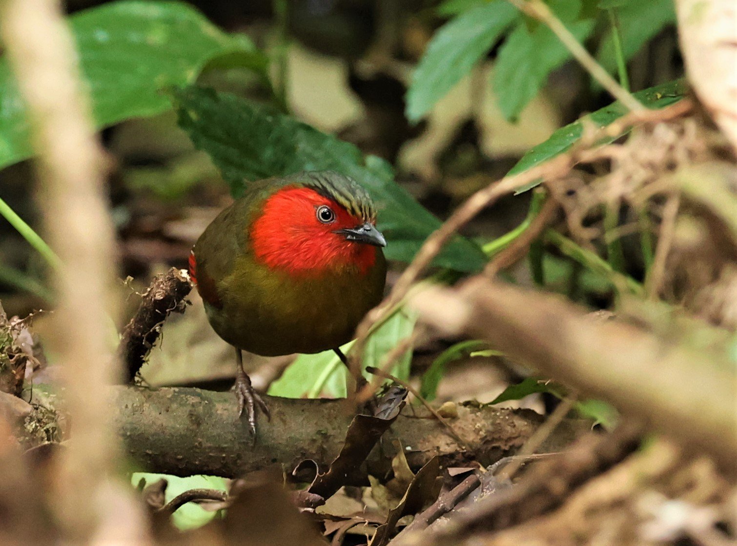 LIOCICHLA - SCARLET-FACED LIOCICHLA - Liocichla ripponi - DOI PHA HOM POK NP DOI LANG EAST FEB 2022 (22).jpg