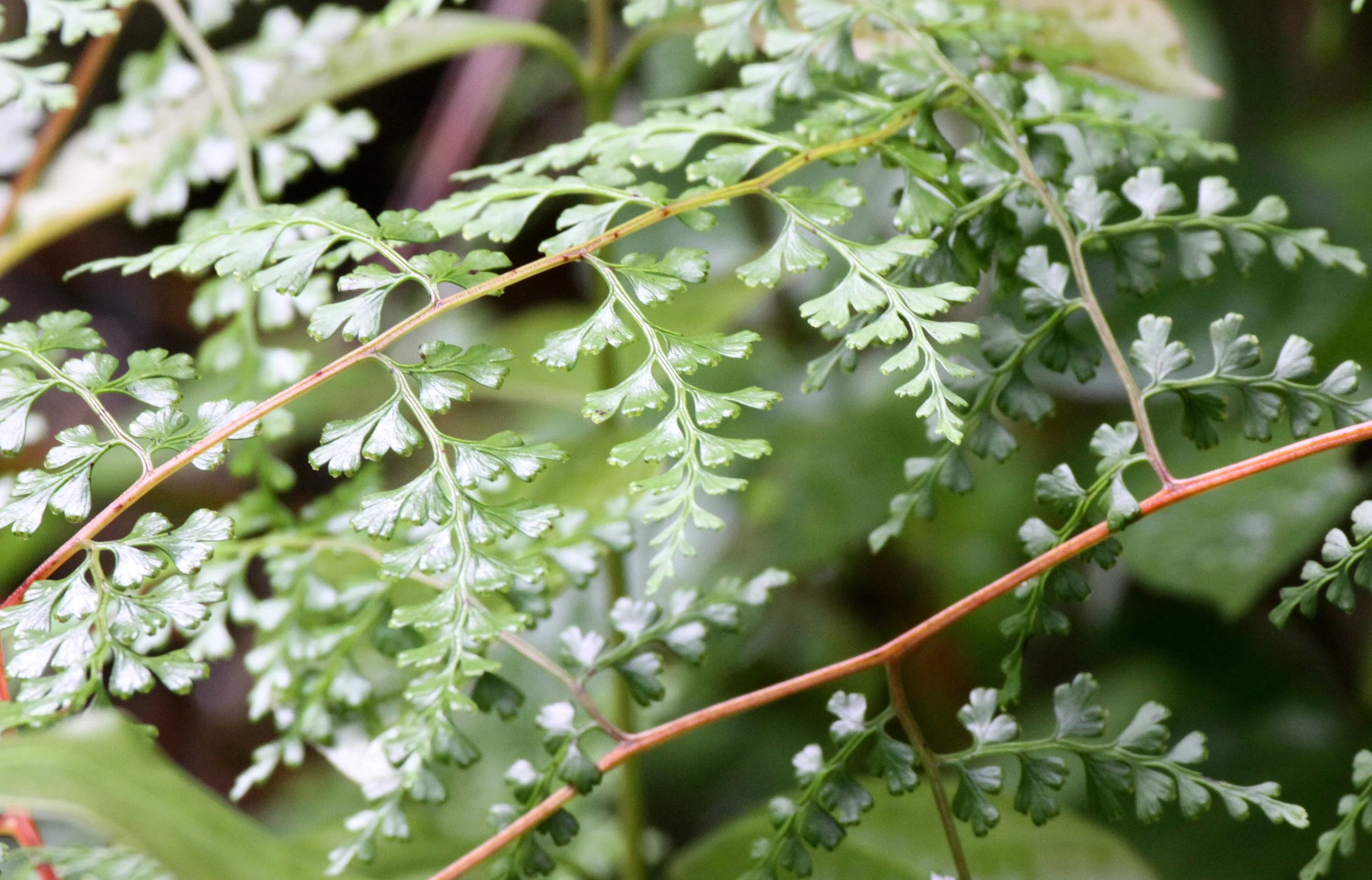 PLANT - FERN SPECIES - RANOMAFANA NATIONAL PARK MADGASCAR (2).JPG