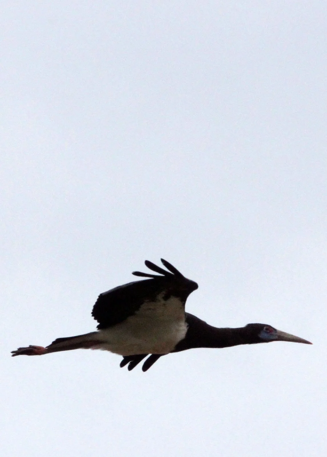 STORK - ABDIM'S STORK - Ciconia abdimii - AWASH NATIONAL PARK ETHIOPIA (11).JPG