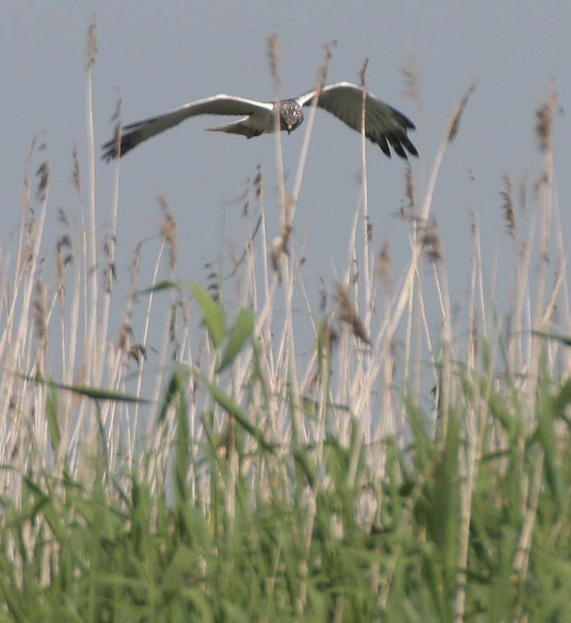 Circus spilonotus - EASTERN MARSH HARRIER - SELENGA DELTA LAKE BAIKAL RUSSIA (9).jpg