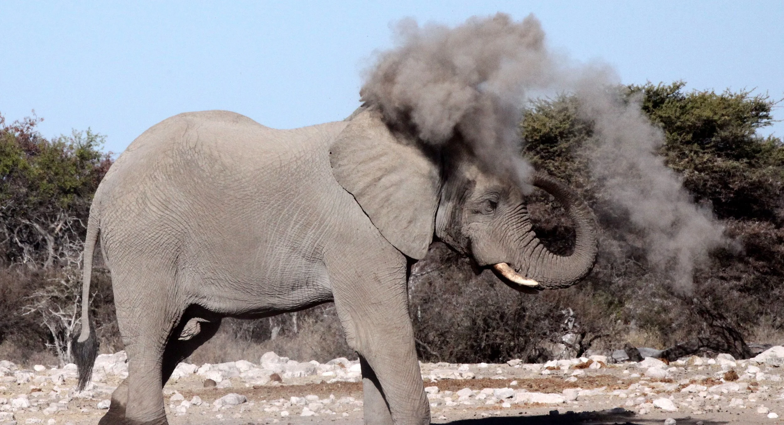 ELEPHANT - AFRICAN ELEPHANT - WHITE DESERT FORM - ETOSHA NATIONAL PARK NAMIBIA (40).JPG