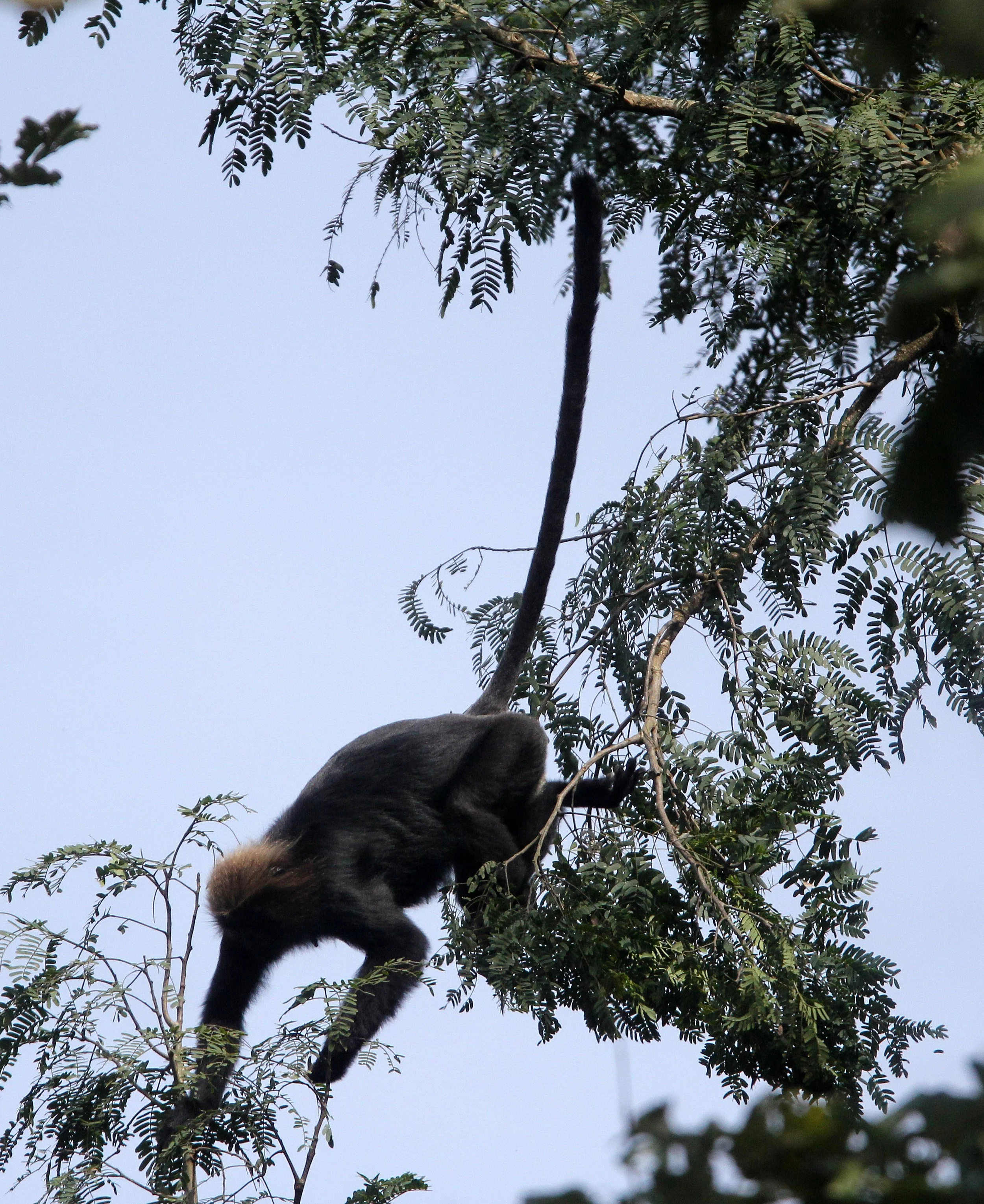 CERCOPITHECIDAE - Semnopithecus johnii - NILGIRI LANGUR - INDIRA GANDHI TOPSLIP NATIONAL PARK, TAMIL NADU INDIA (8).JPG