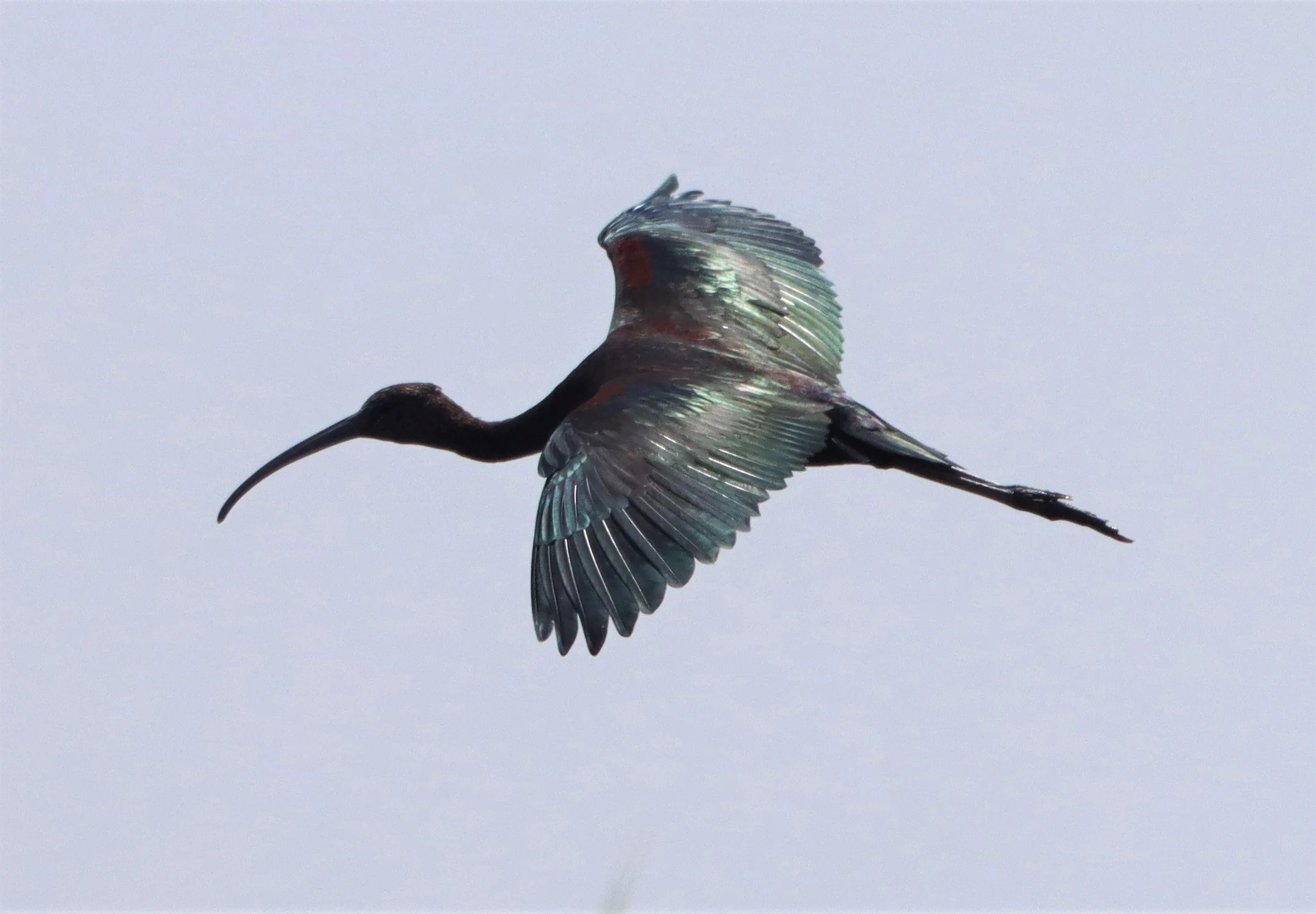 IBIS - GLOSSY IBIS - Plegadis falcinellus - LUMTAKONG LAKE PAK CHONG (62).JPG