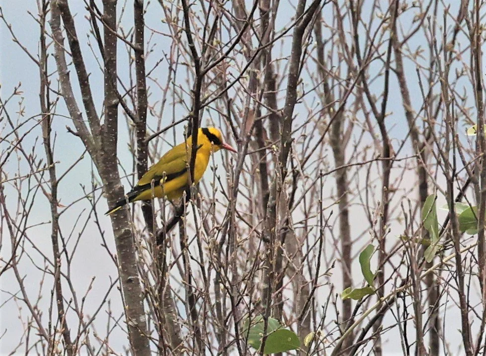 Slender-billed Oriole (Oriolus tenuirostris) Doi Inthanon NP Chiang Mai (2).jpg