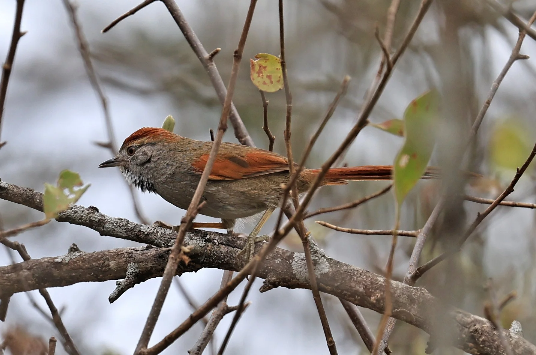 Sooty-fronted Spinetail (Synallaxis frontalis) La Patria Sideroads Paraguay (3).jpg