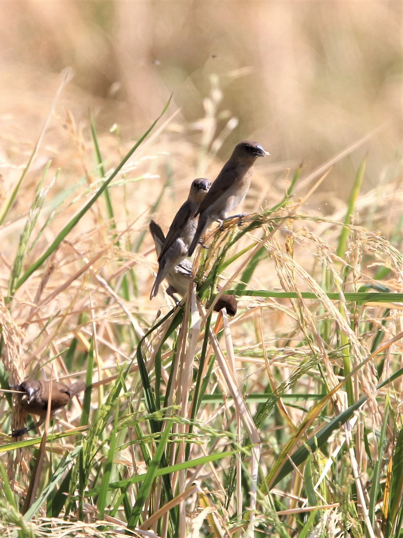 MUNIA - SCALY BREASTED MUNIA - Lonchura punctulata - ROT FAI PARK BKK (5).jpg