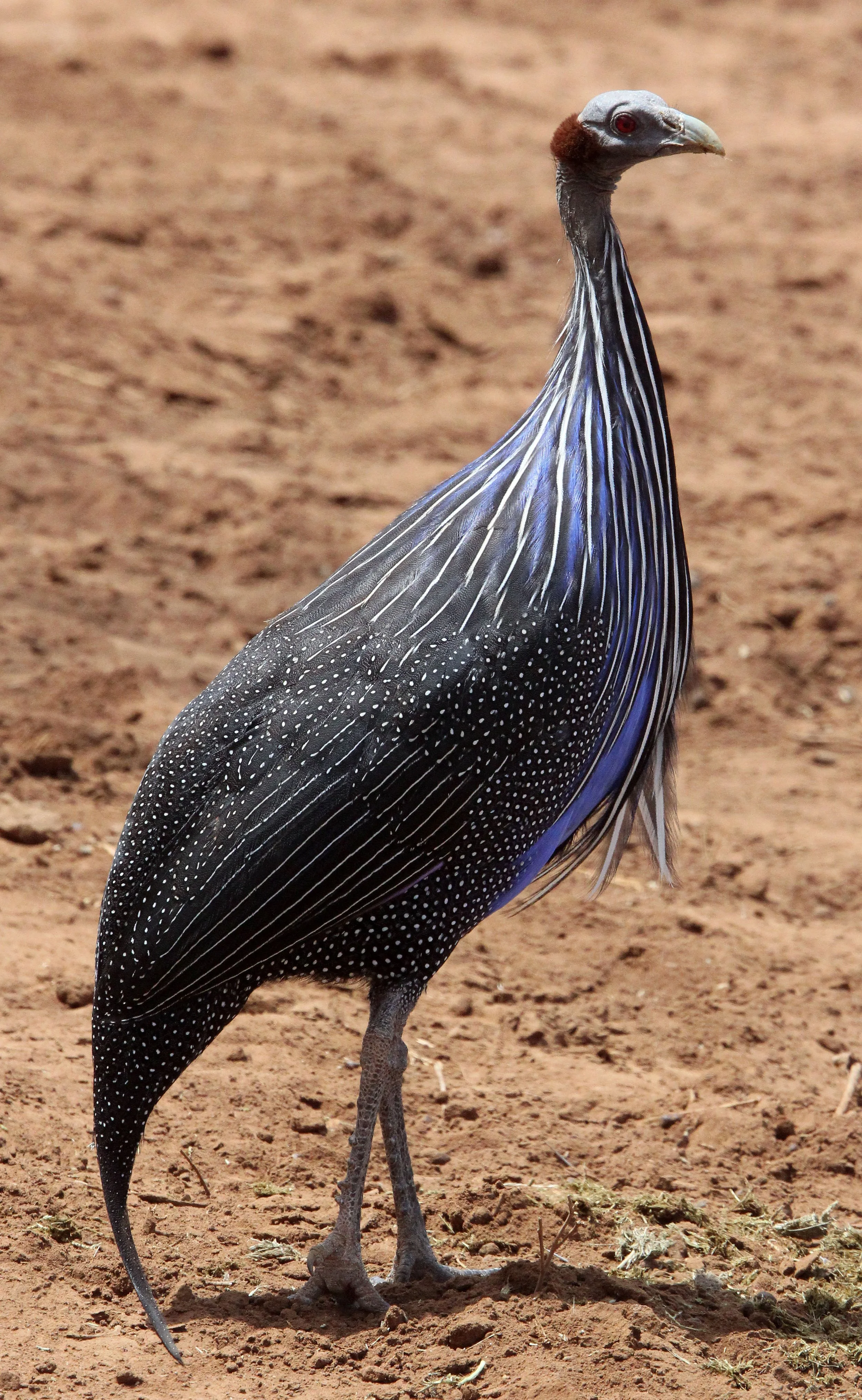 BIRD - GUINEAFOWL - VULTURINE GUINEAFOWL - SAMBURU NATIONAL PARK KENYA (5).JPG