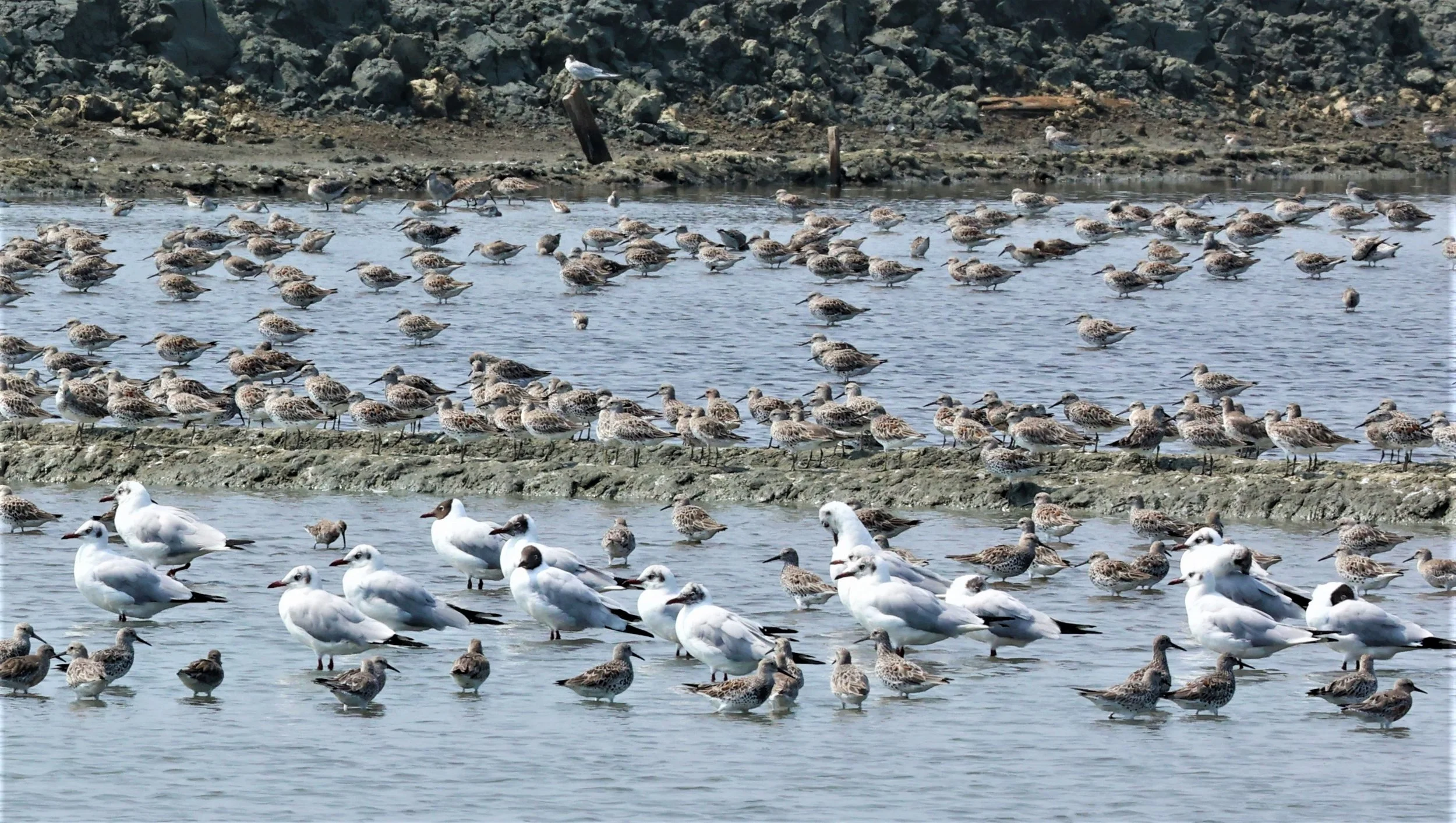 KNOT - GREAT KNOTS - Calidris tenuirostris -WITH RED KNOTS - PAK THALE SALT PONDS MARCH 2022 (8).jpg