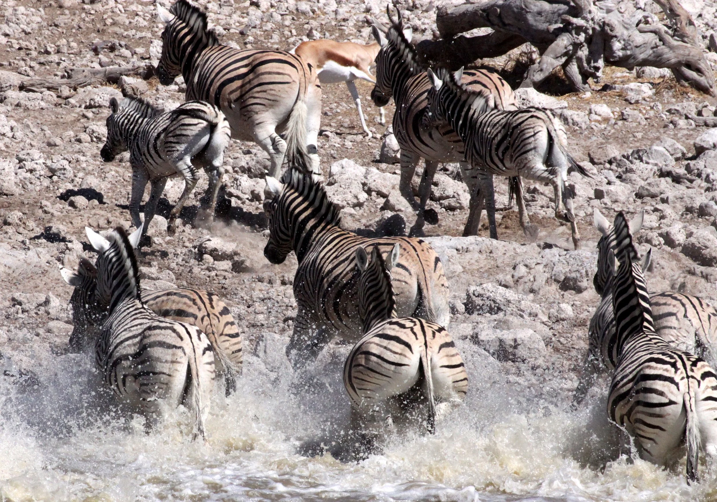 Equus quagga burchellii - BURCHELL'S (DAMARALAND) - BURCHELL'S ZEBRA - ETOSHA NATIONAL PARK NAMIBIA (46).JPG