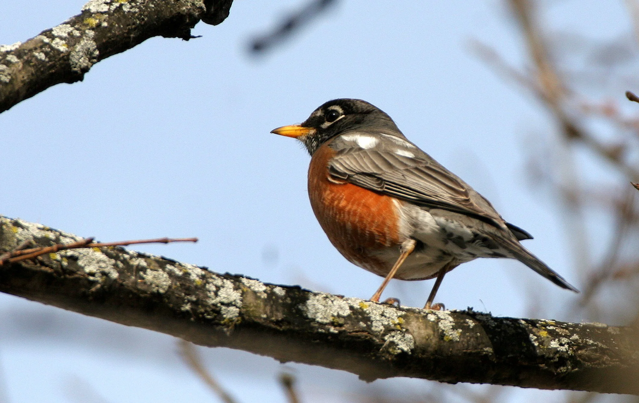 American Robin (Turdus migratorius) Lincoln Marsh Wheaton Illinois (1).JPG