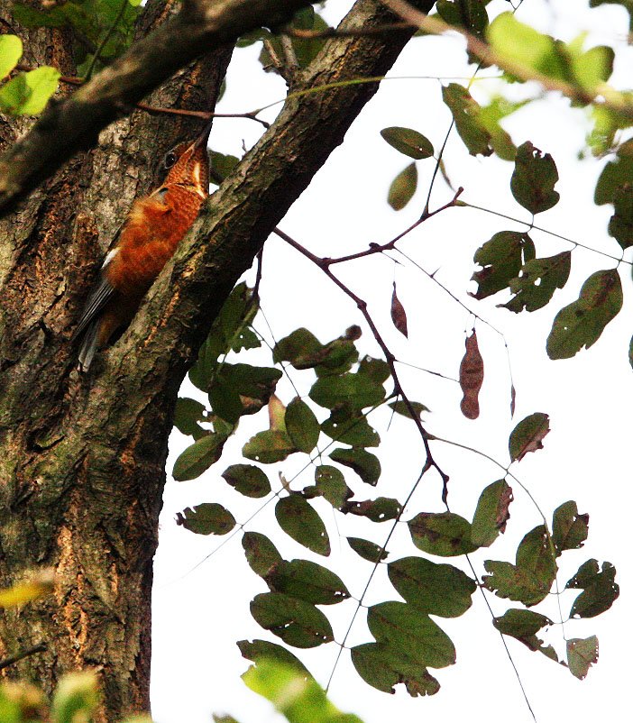 BIRD - THRUSH - WHITE-THROATED ROCK THRUSH -  NANKOU, RUDONG, CHINA (43).JPG