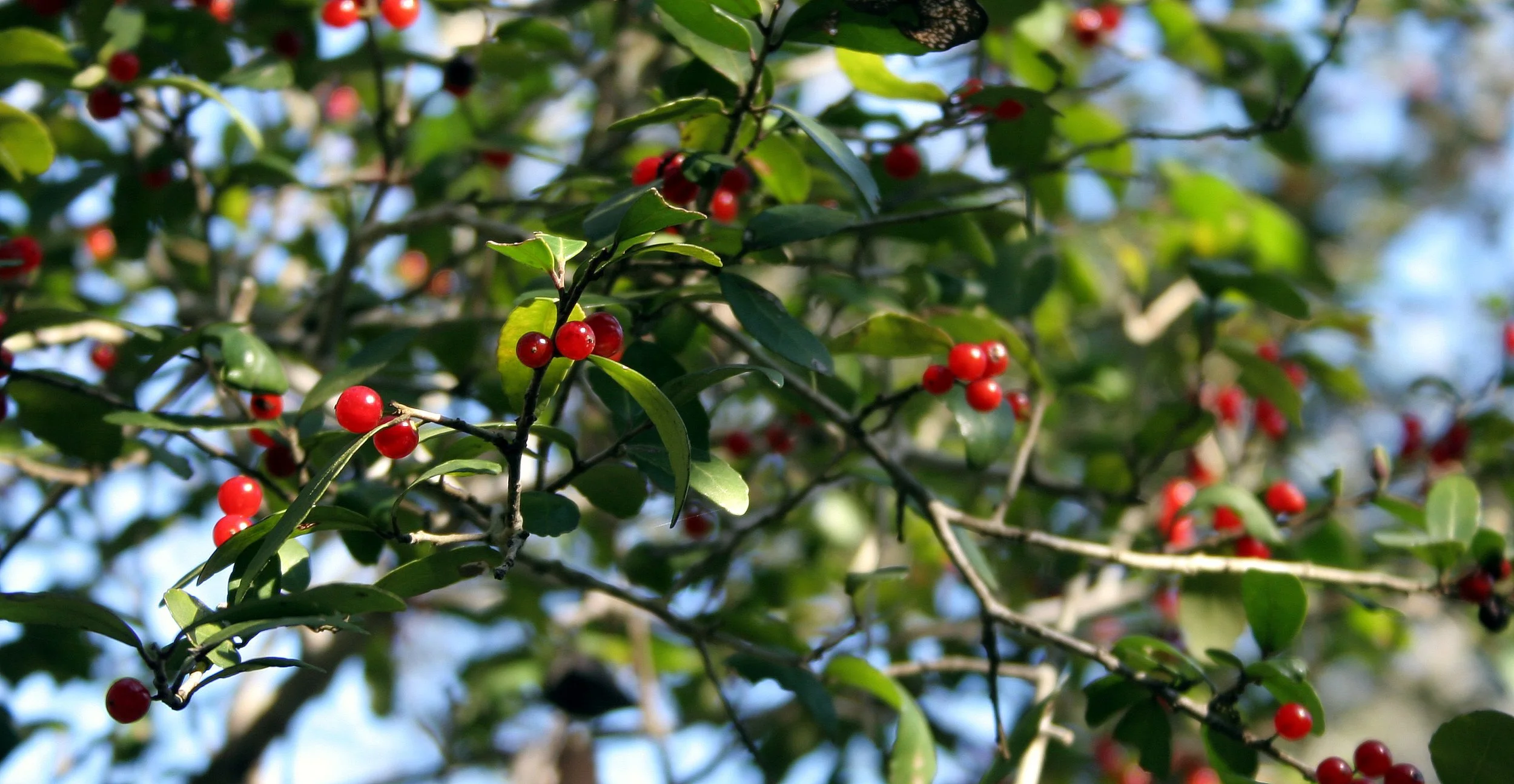 ARANZAS NWR - TEXAS (20).jpg