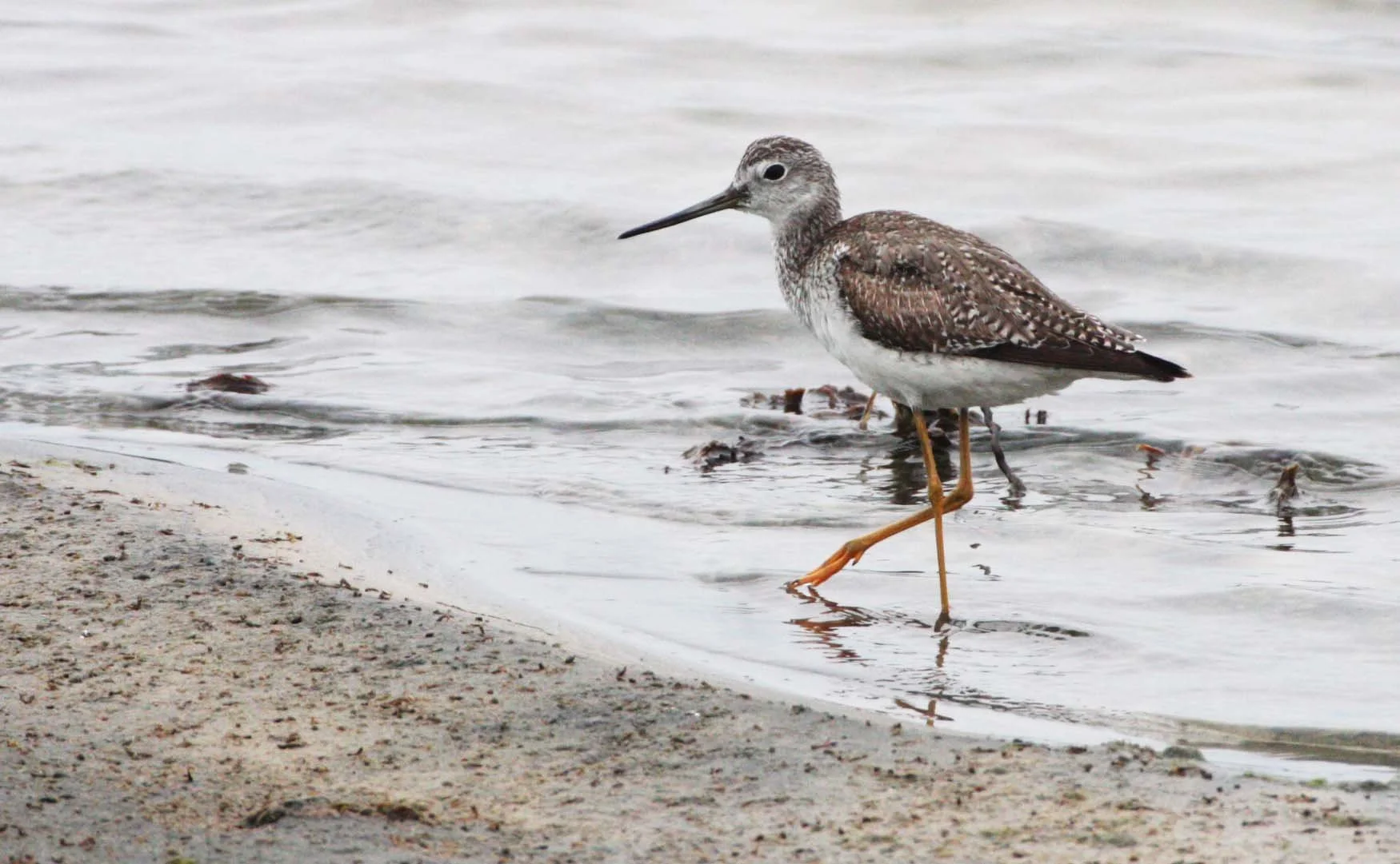 BIRD - YELLOWLEGS - GREATER YELLOWLEGS - TRINGA MELANOLEUCA - OJO DE LIEBRE LAGOONS BAJA MEXICO (14).JPG