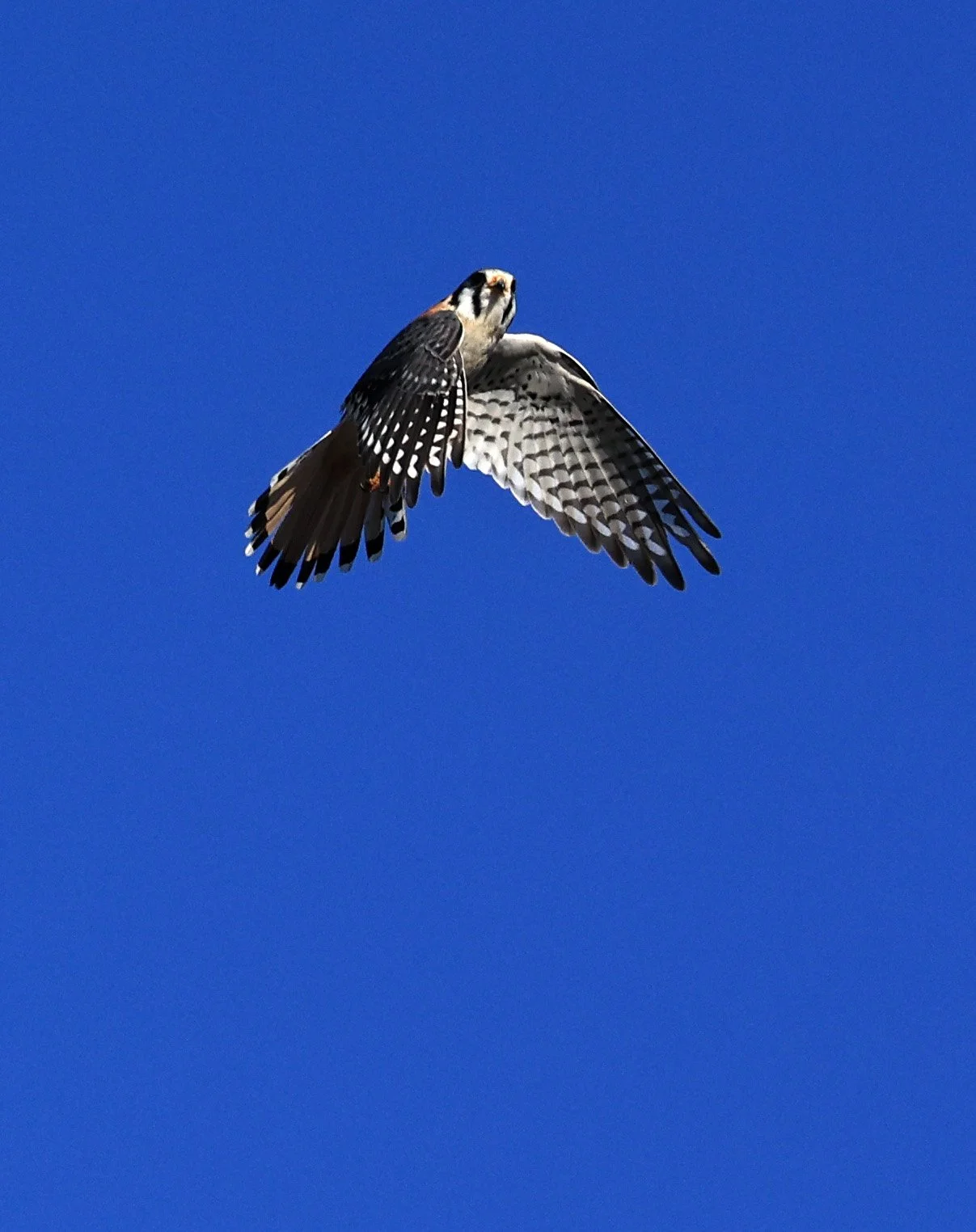 American Kestrel (Falco sparverius) Fortin Toledo Paraguay (11).jpg