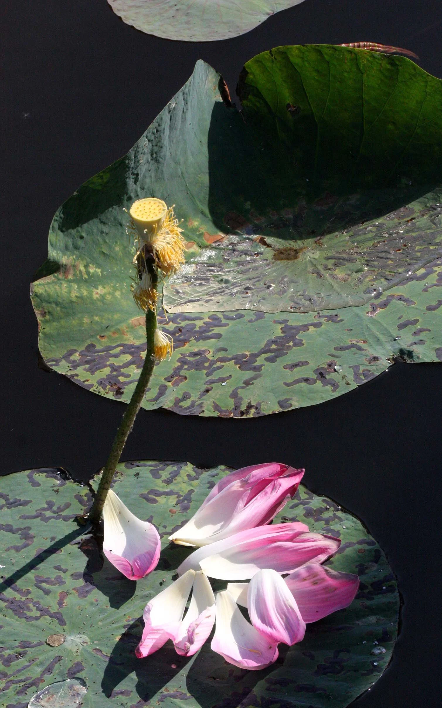 KHAO SAM ROI YOT THAILAND - LOTUS - 2009.JPG