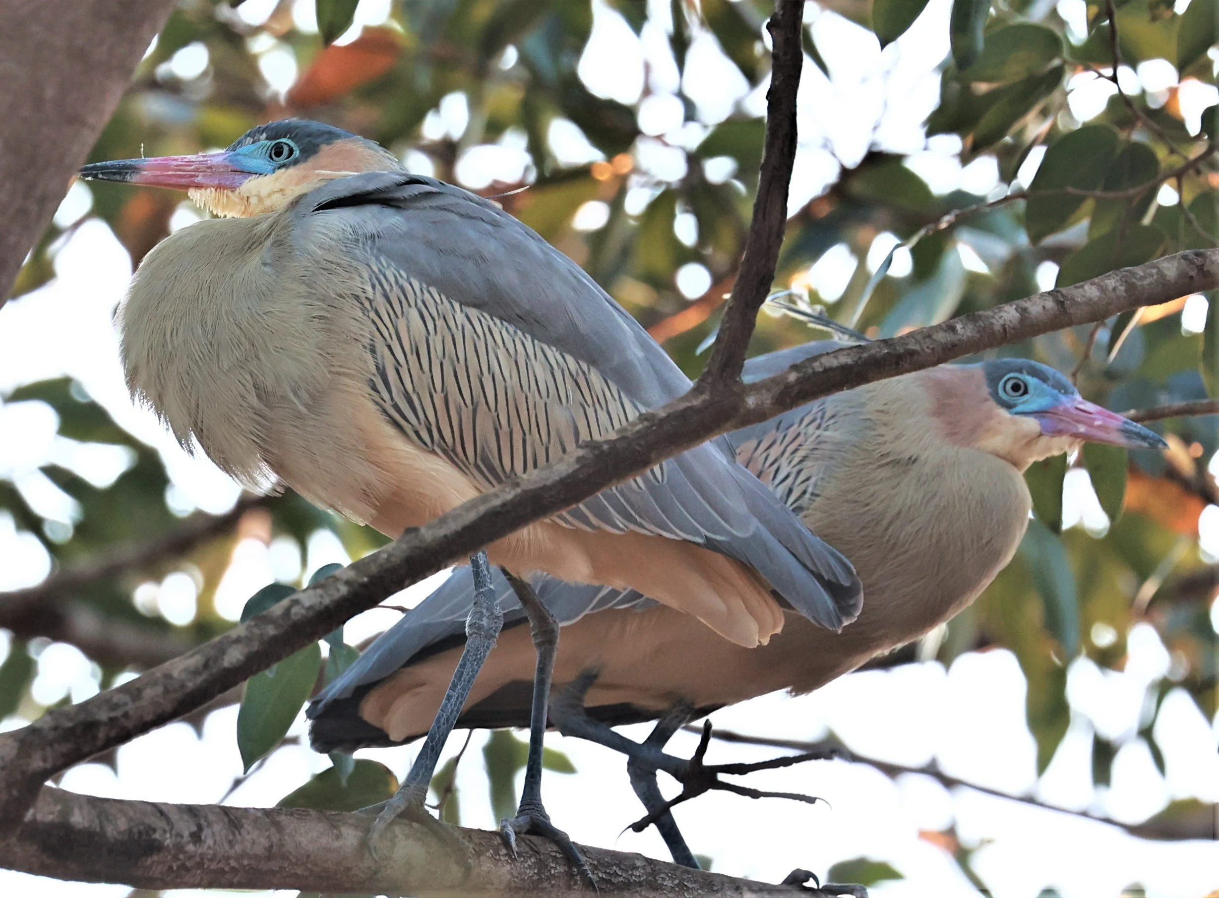 Heron - Whistling Heron - Syrigma sibilatrix - Emas National Park, Goias State, Brazil (10).jpg