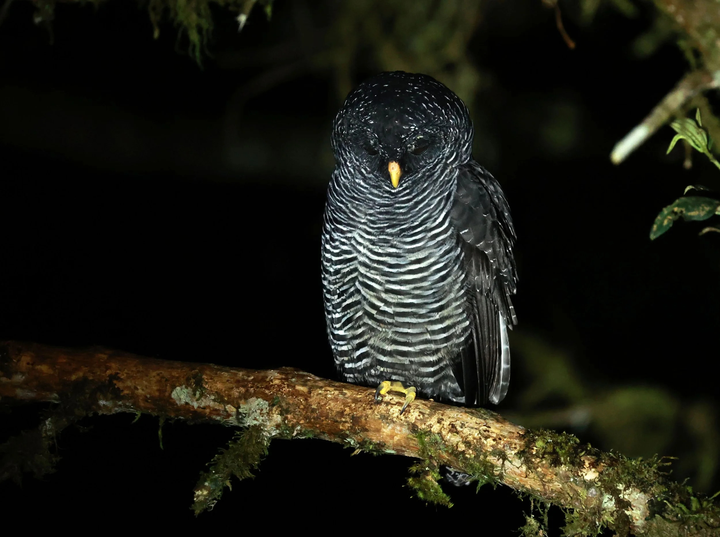 Owl - Black-banded Owl - Strix huhula - San Isidro Lodge, Ecuador (20).jpg