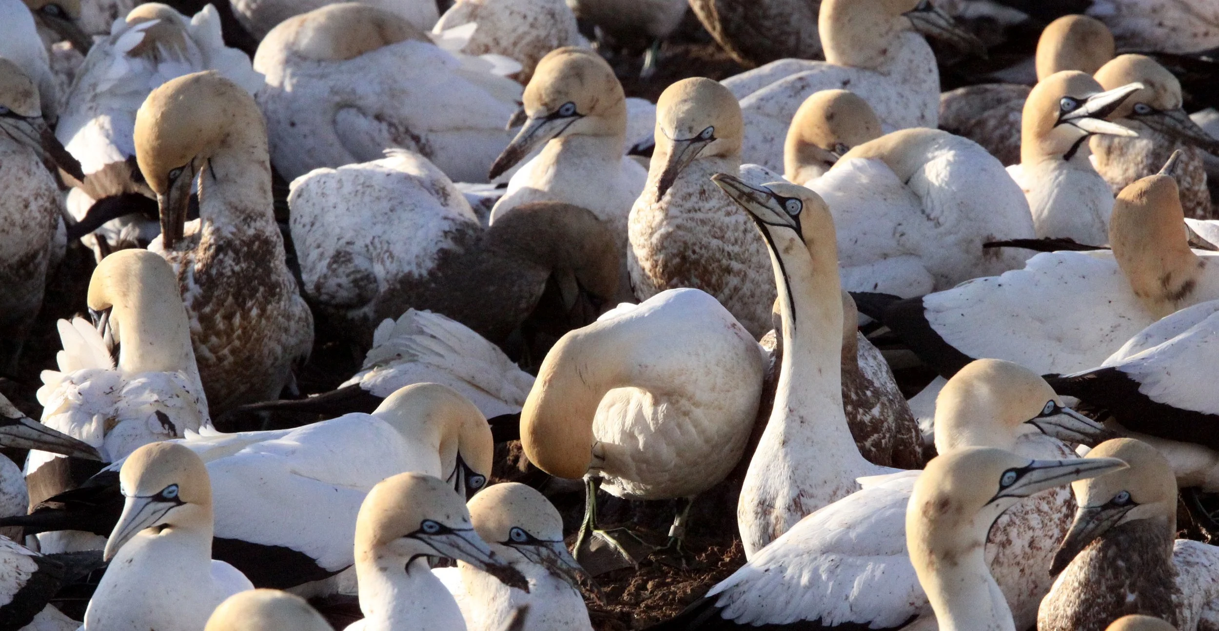 Cape gannet (Morus capensis) Lambert's Bay South Africa (9).JPG