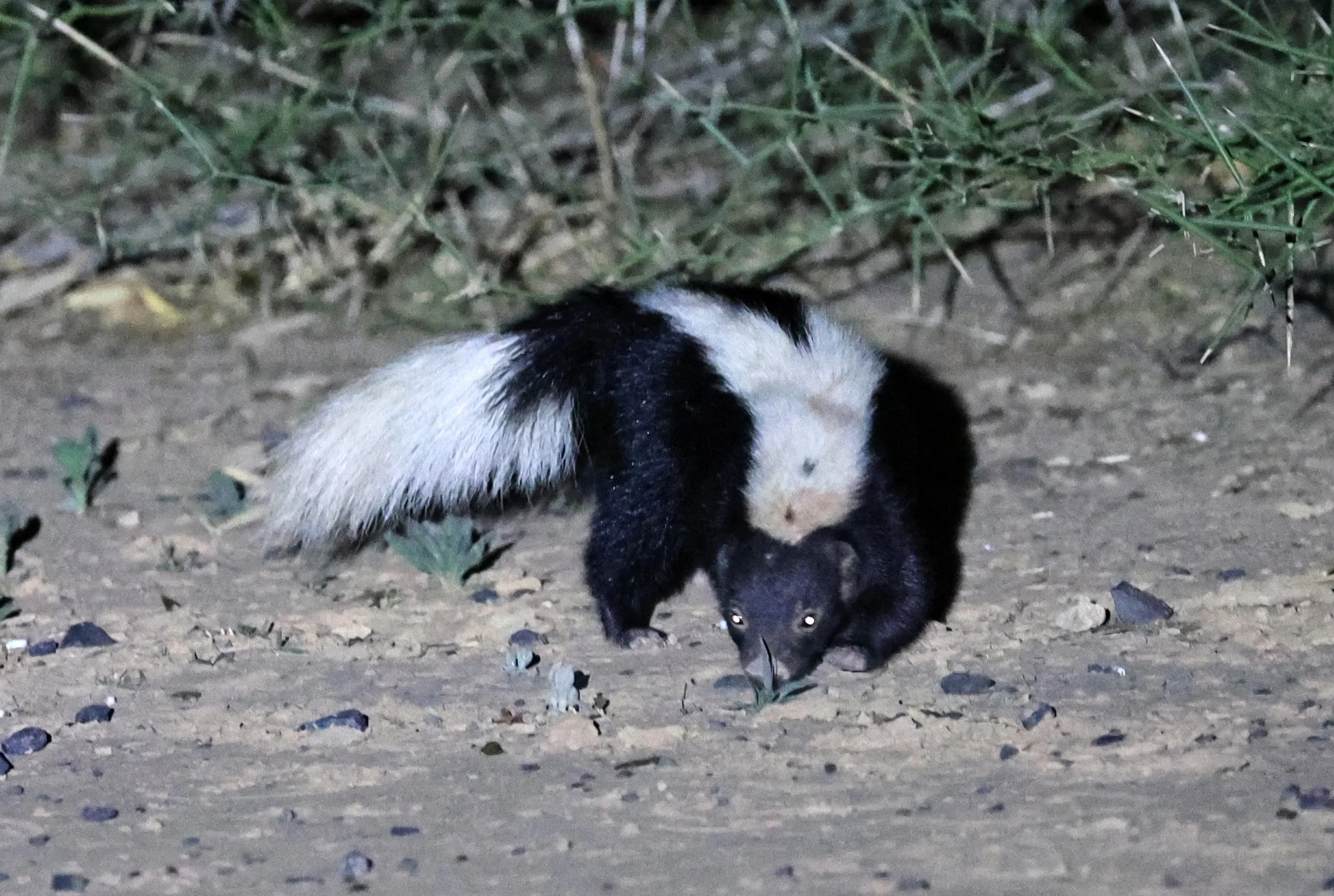 Molina's Hog-nosed Skunk (Conepatus chinga) Estancia Campo'í Paraguay (159).jpg