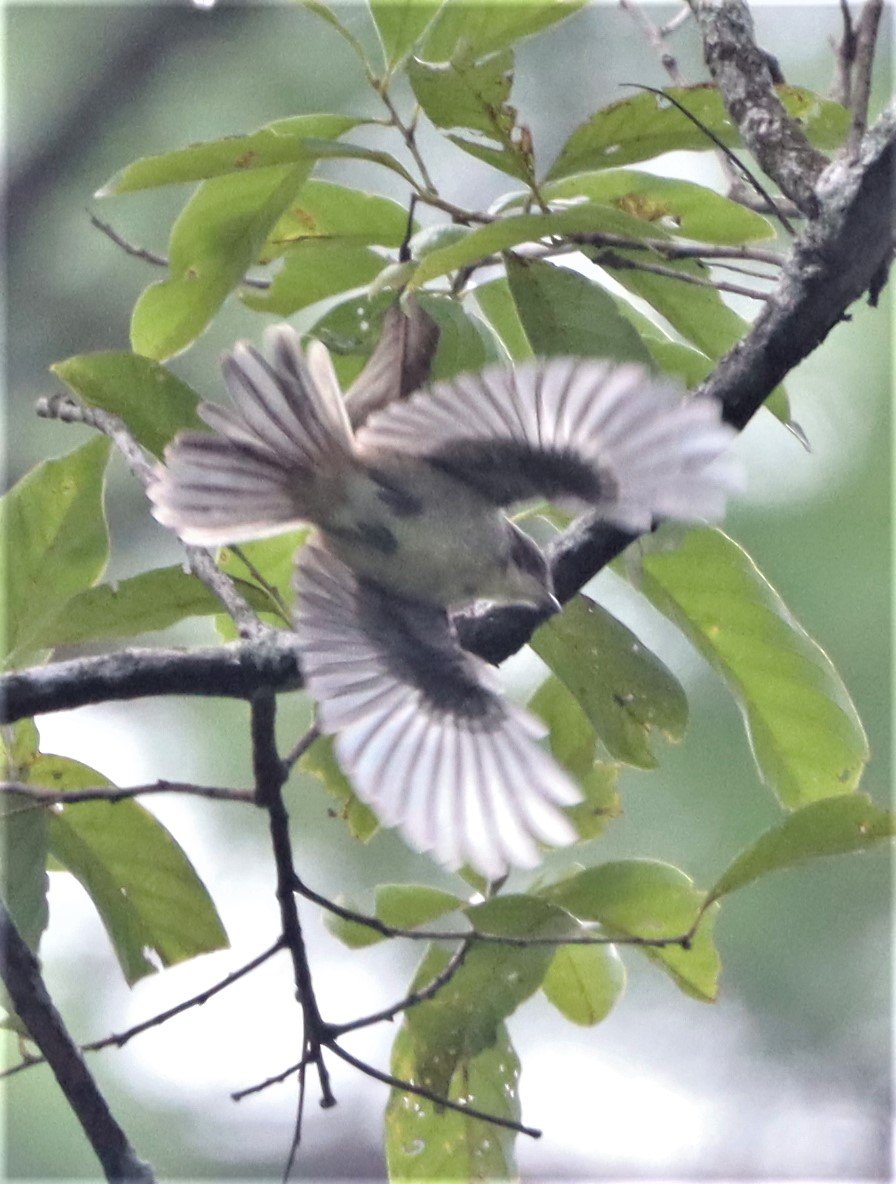 Burmese Shrike (Lanius collurioides) Doi Lang Chiang Mai