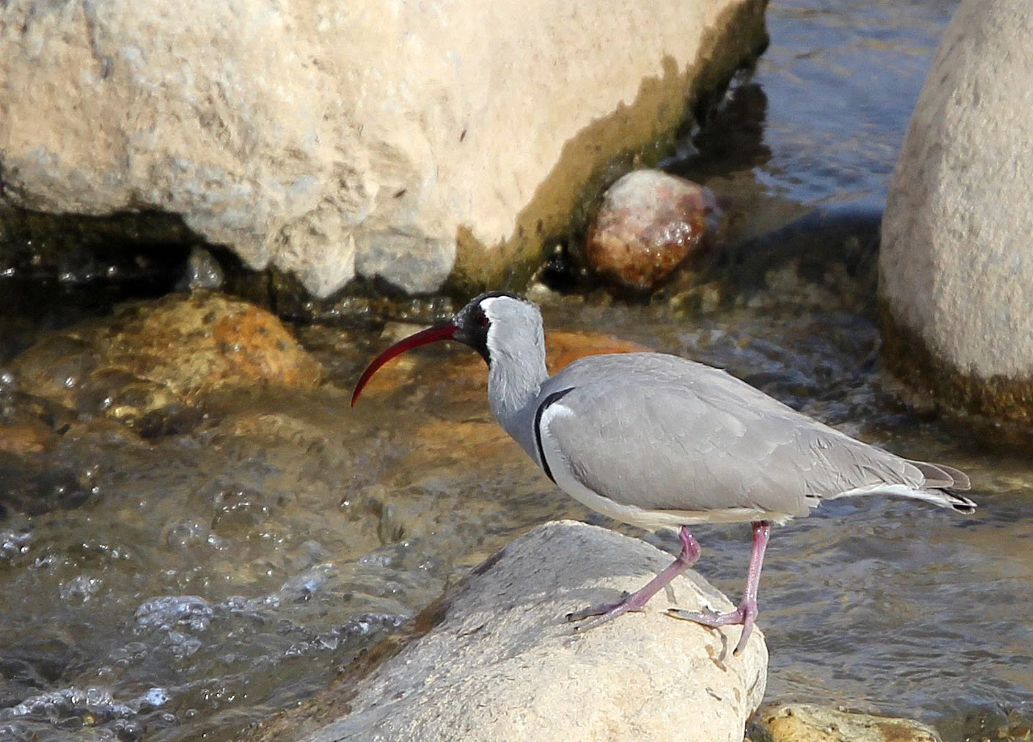 BIRD - IBISBILL - FOPING CITY, SHAANXI CHINA (23).JPG