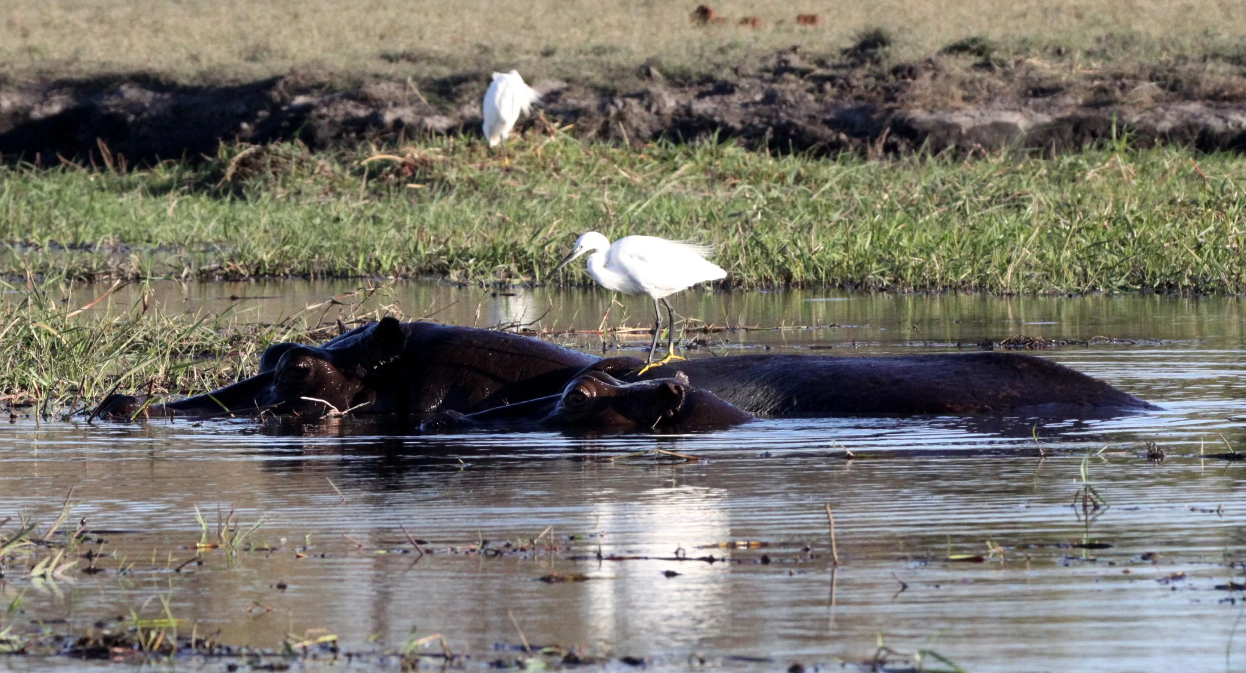 HIPPO - WITH LITTLE EGRET - CHOBE NATIONAL PARK BOTSWANA.JPG