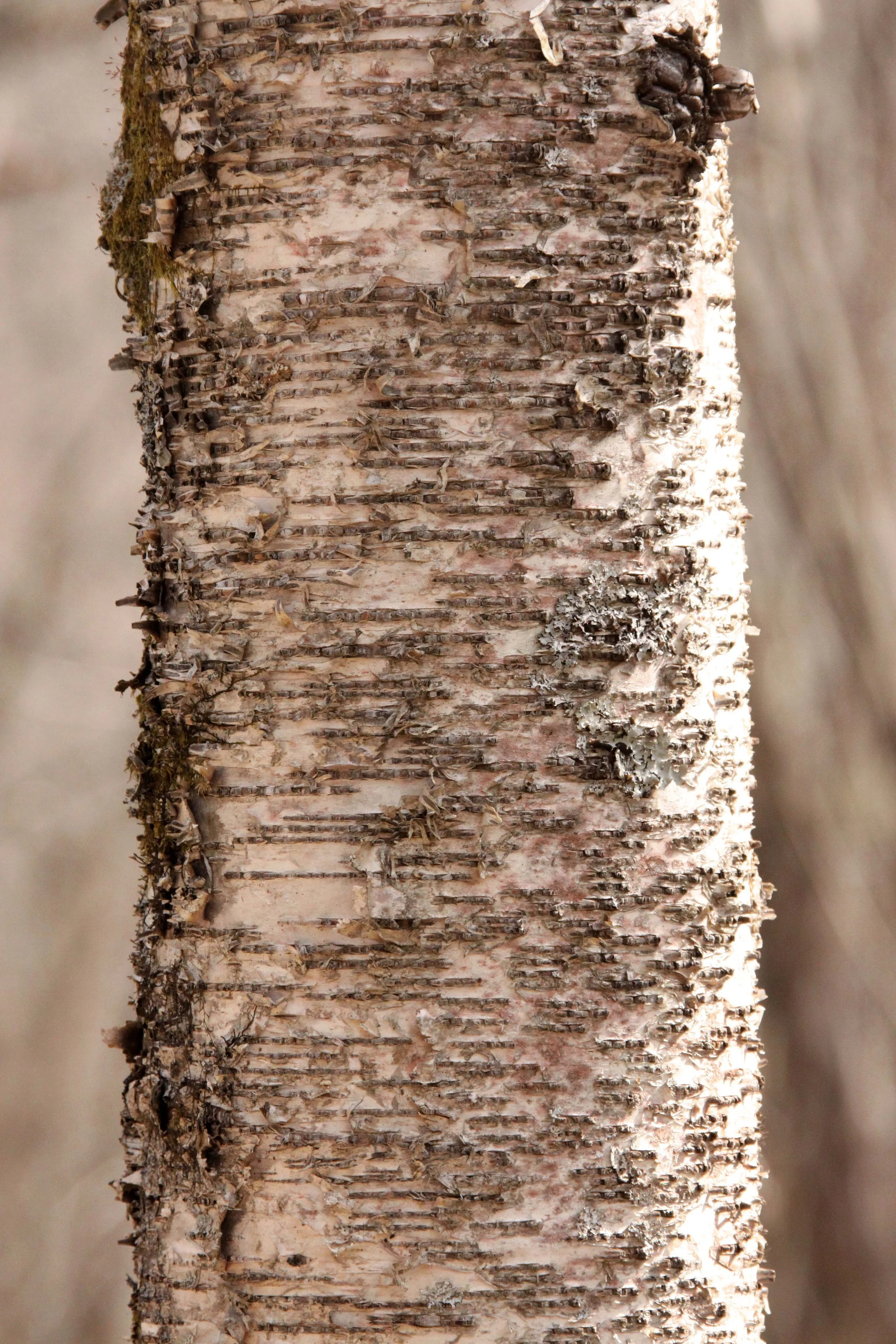FOPING NATURE RESERVE - SHAANXI PROVINCE CHINA (257).JPG