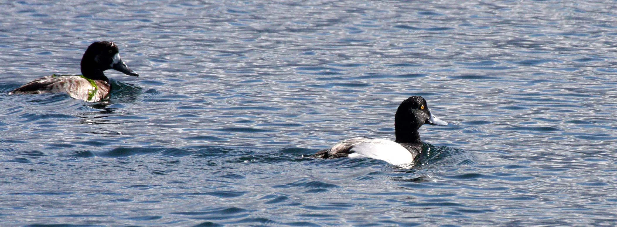 DUCK - GREATER SCAUP - Aythya marila - PORT ANGELES HARBOR WA (1).JPG