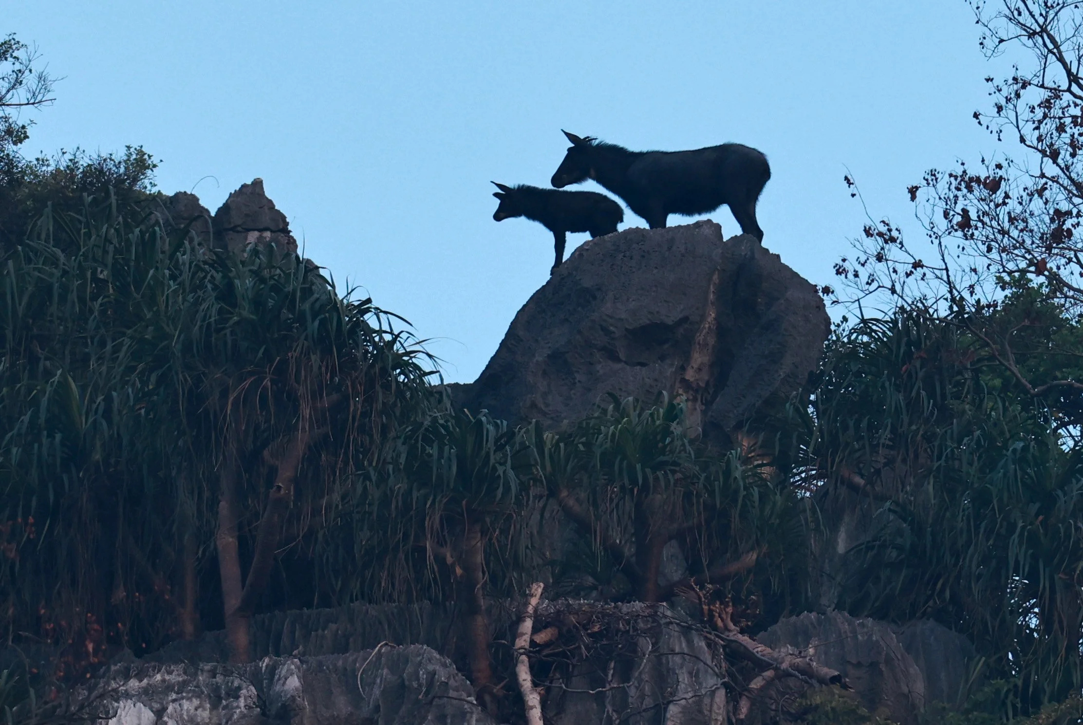 Indochinese Serow (Capricornis milneedwardsi maritimus) Pak Chong, Ban Tha Chang Spring (32).jpg