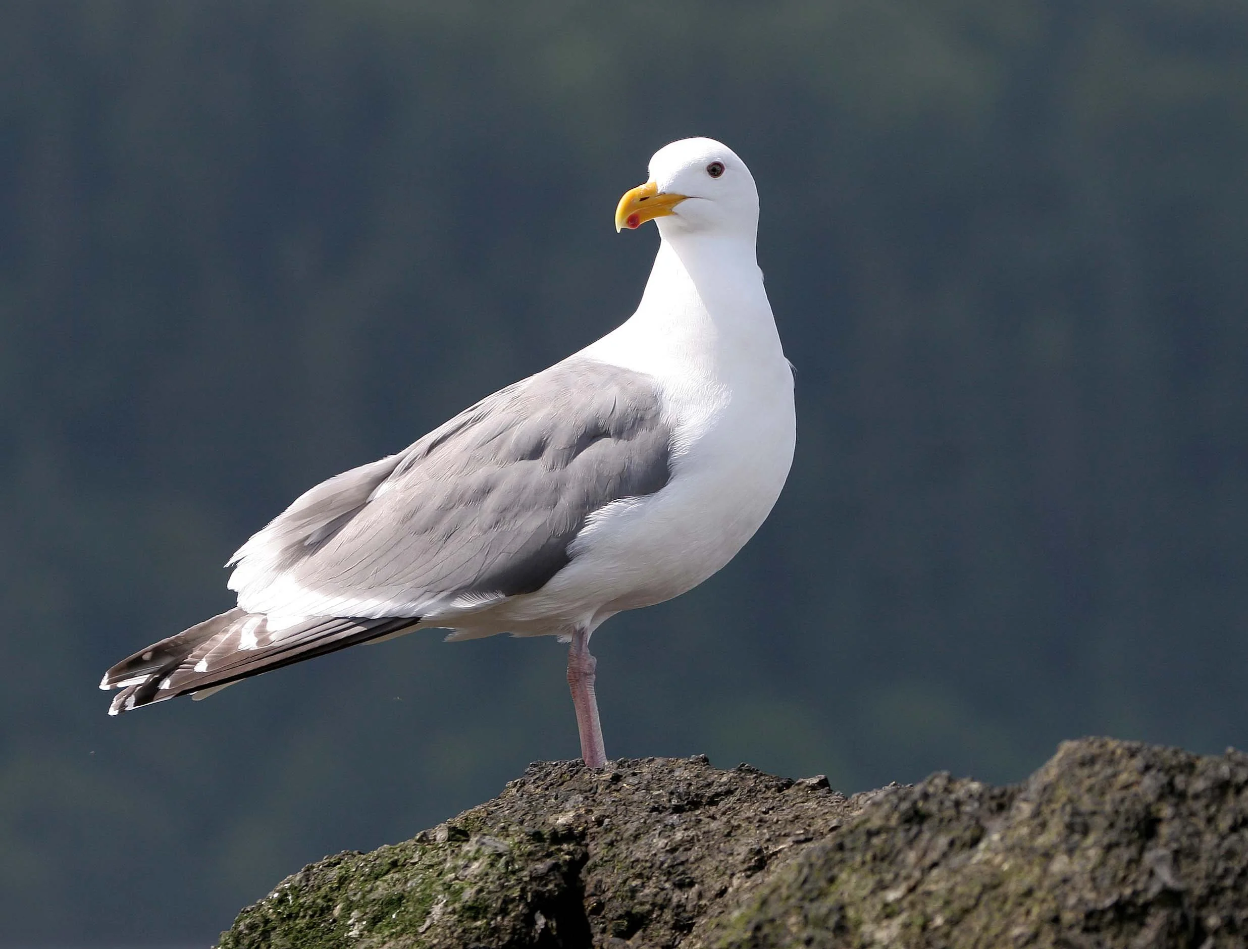 BIRD - GULL - WESTERN - SALT CREEK (5).jpg