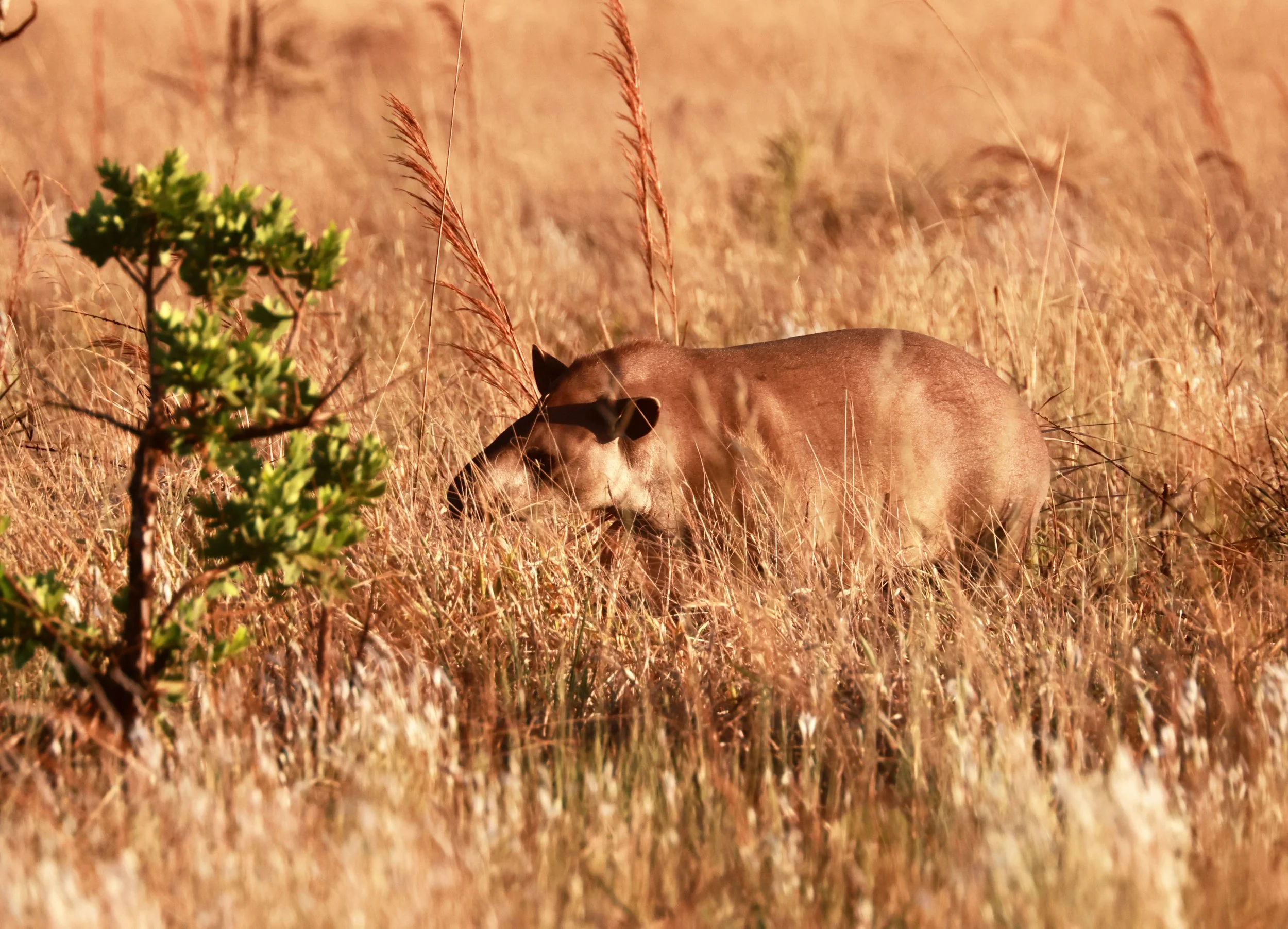 Tapirus terrestris - South American or Brazilian Tapir - Emas National Park, Goias State, Brazil (58).jpg