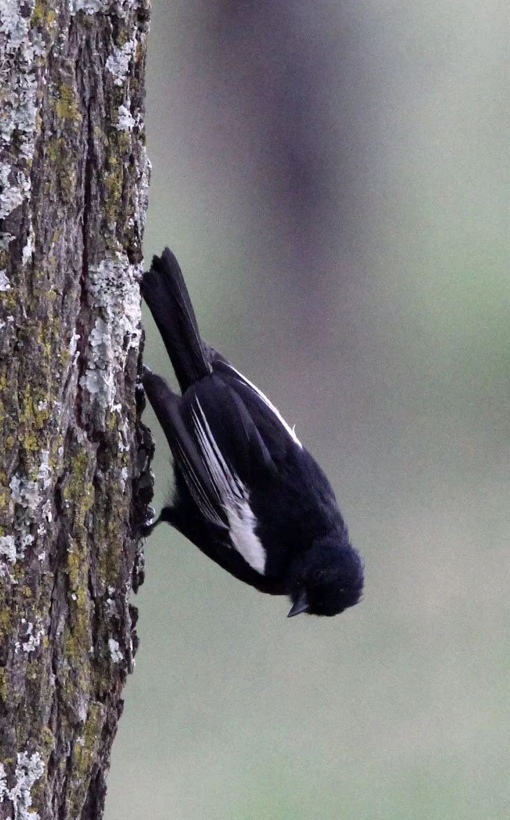 White-backed Black Tit (Melaniparus leuconotus) Abiata-Shalla NP, Ethiopia - possible incorrect ID