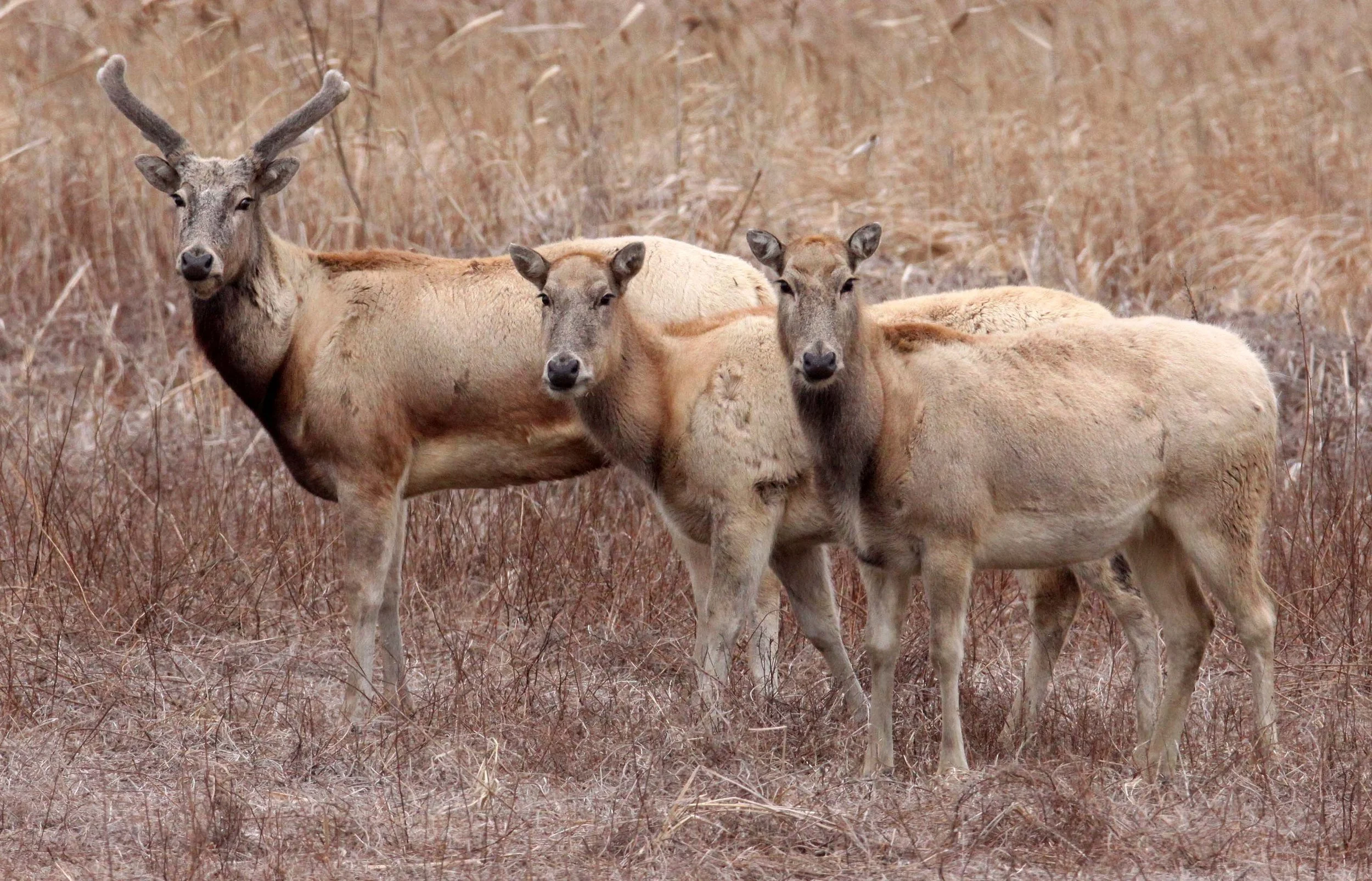 Pere David’s Deer (Elaphurus davidianus) — Coke Smith Wildlife