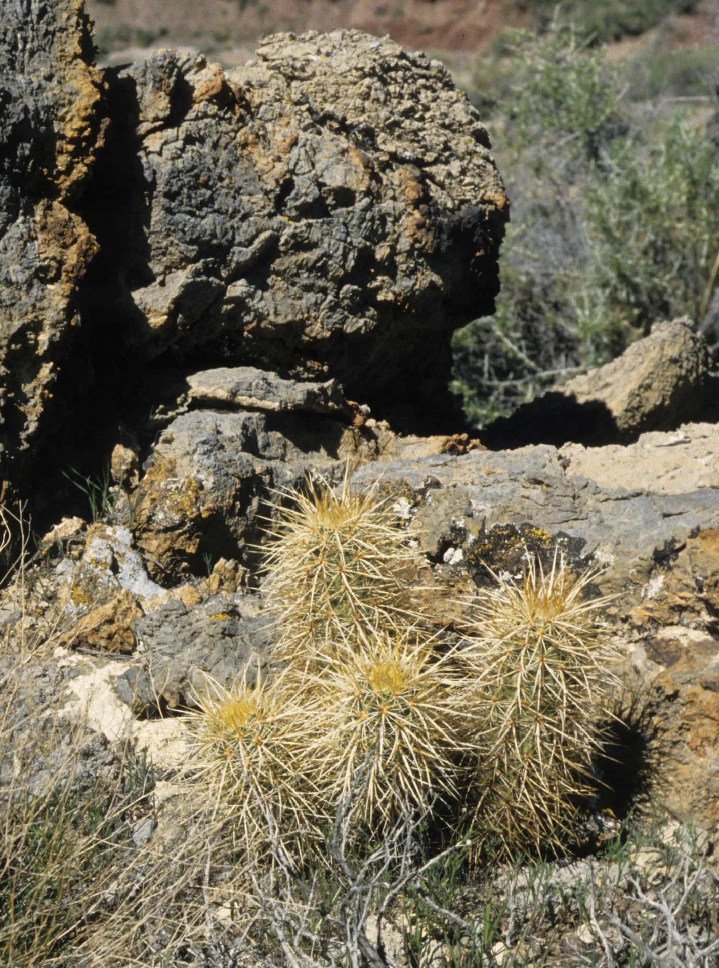 DEATH VALLEY - ECHINOCEREUS ENGELMANNII - ENGALMANS CHOLLA A1.jpg