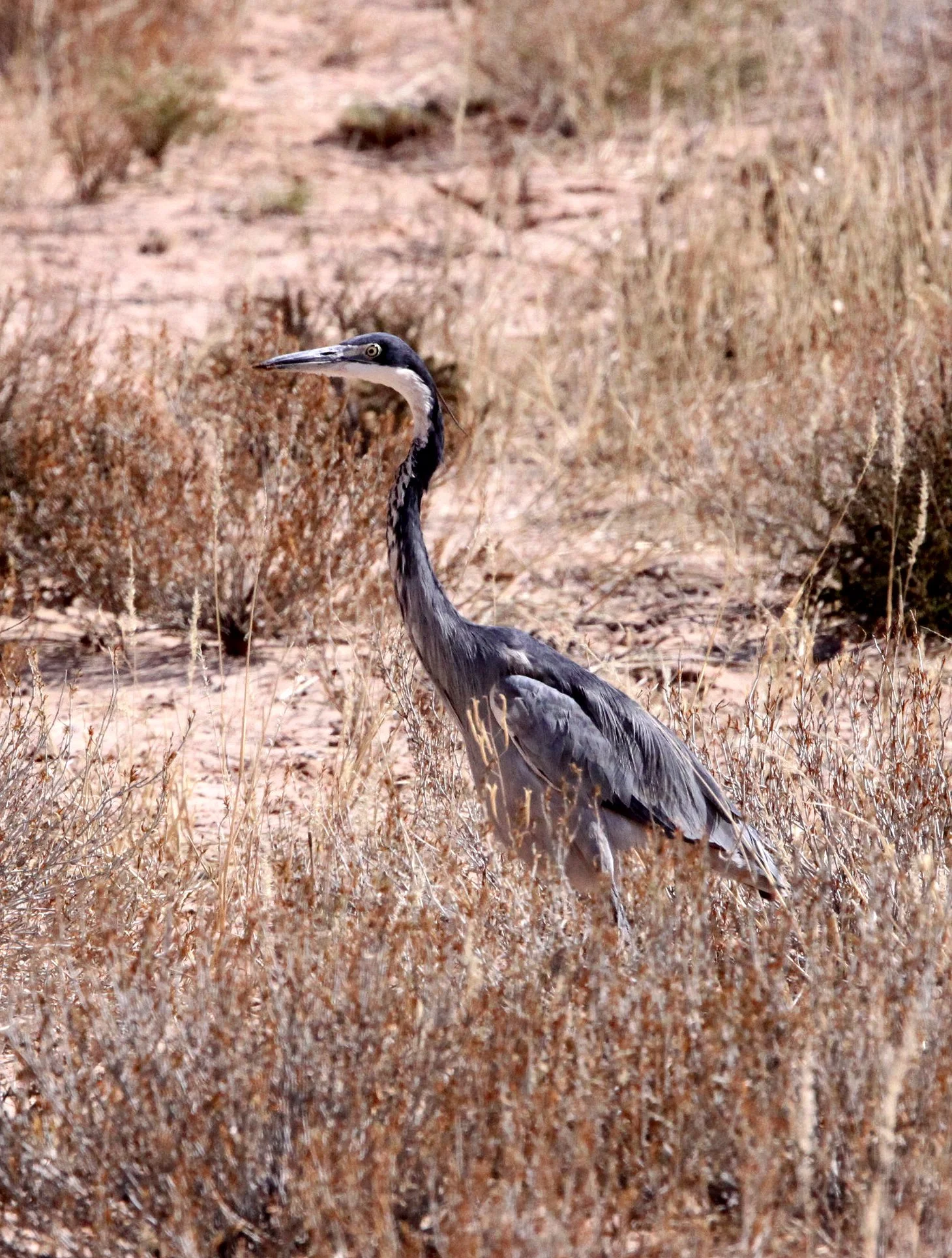 HERON - BLACK-HEADED HERON - Ardea melanocephala - KGALAGADI NATIONAL PARK SOUTH AFRICA (3).JPG