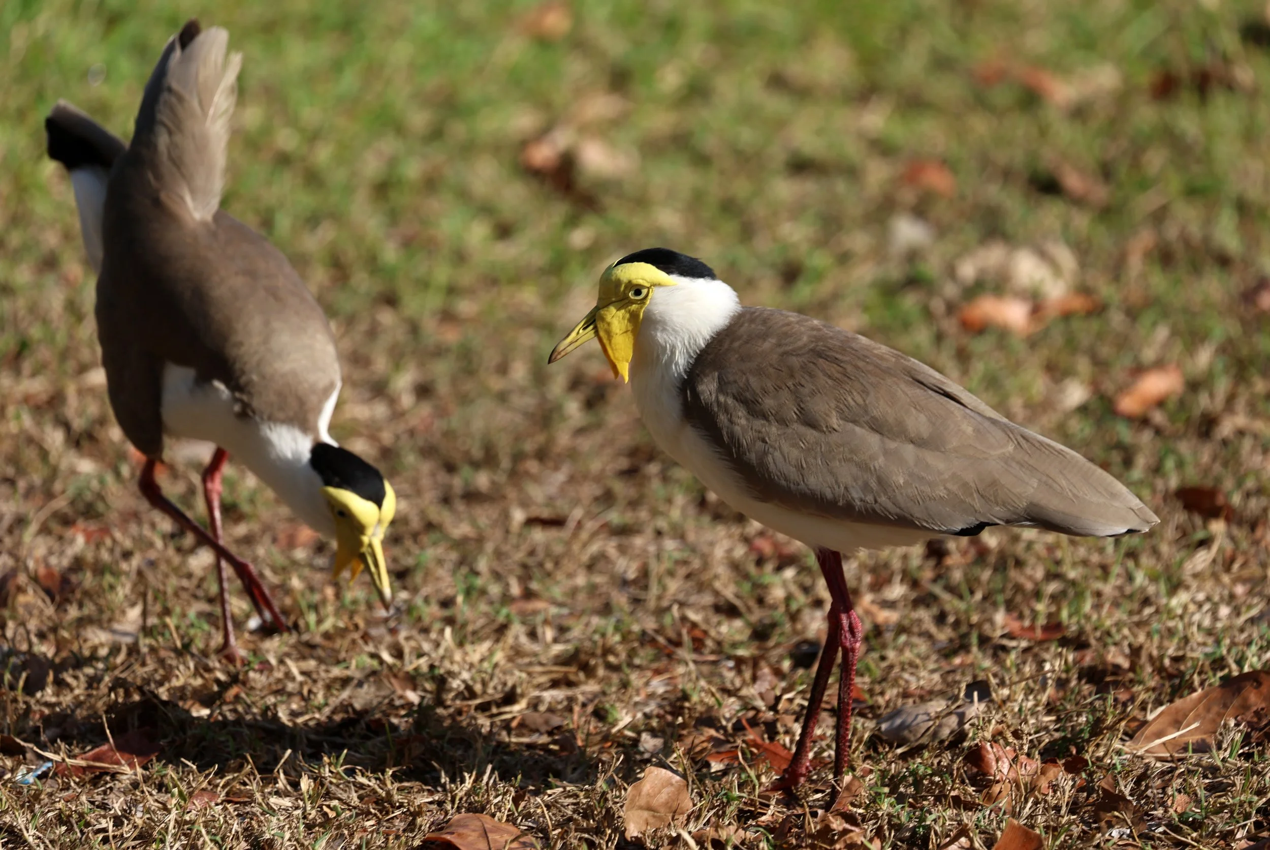 Masked Lapwing (Vanellus miles) Rottnest Island - Western Australia (3).jpg